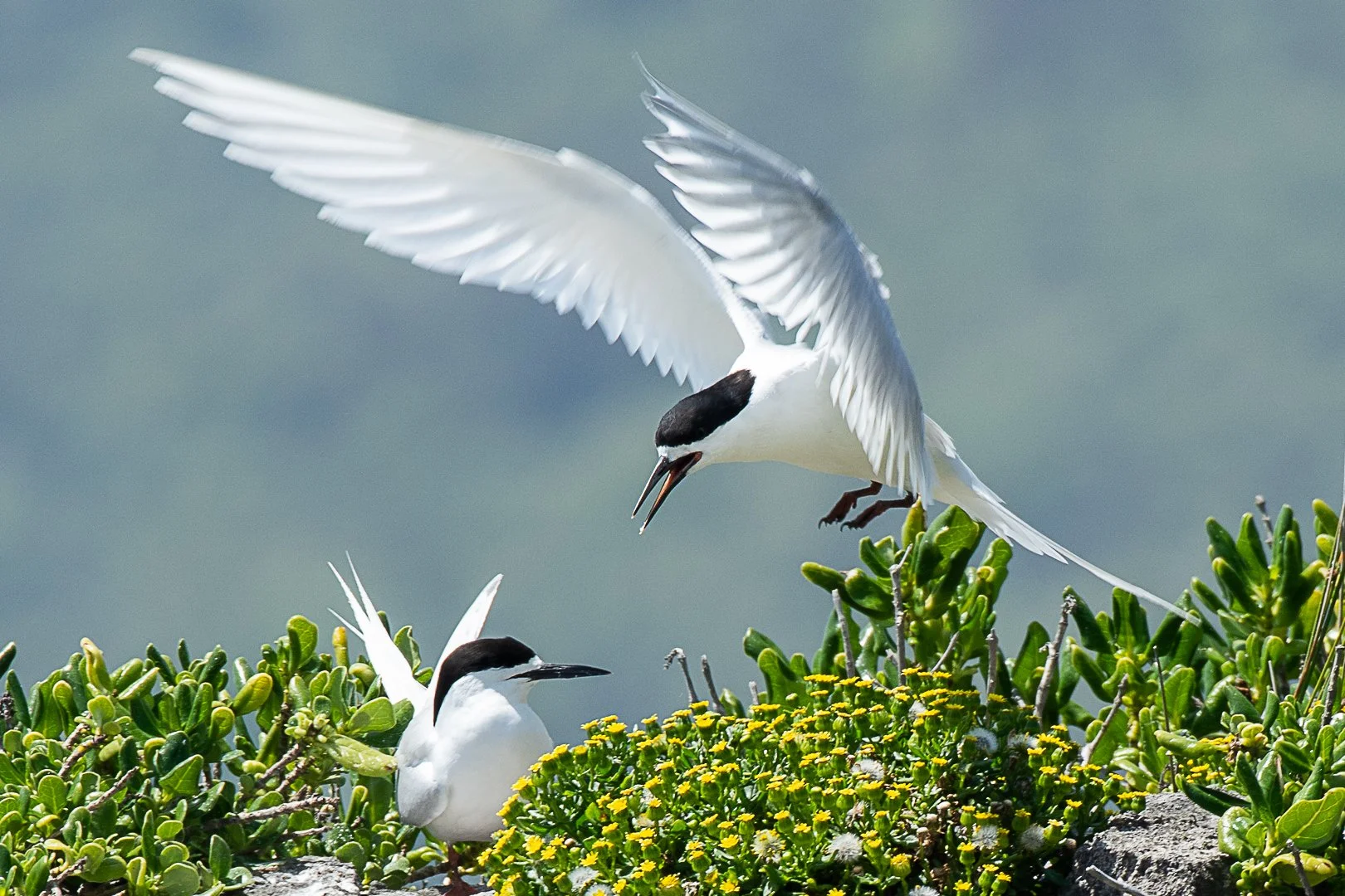 White Fronted Tern 4510