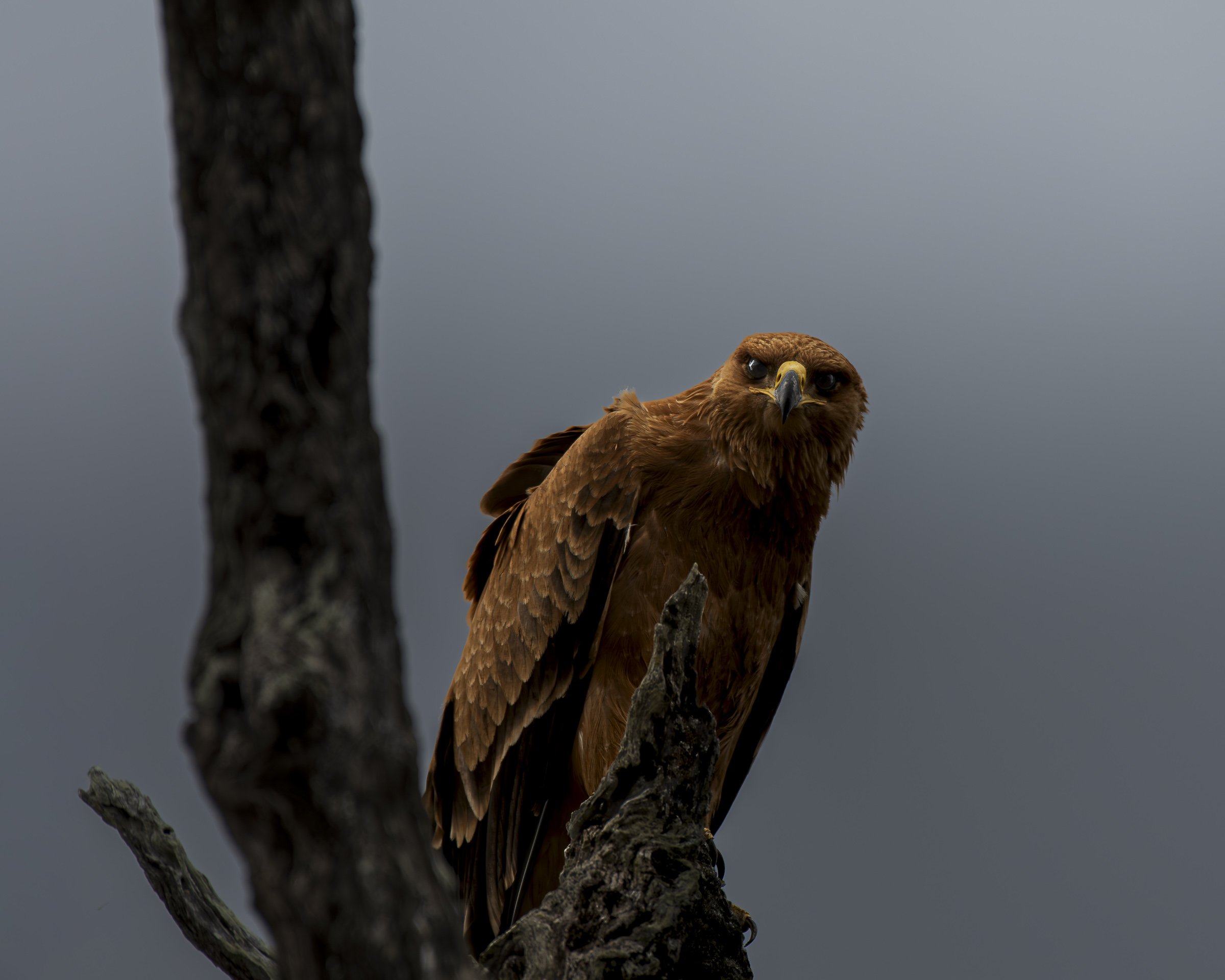 Tawny Eagle - S145 - Talamati Bushveld Camp2-8501413.jpg