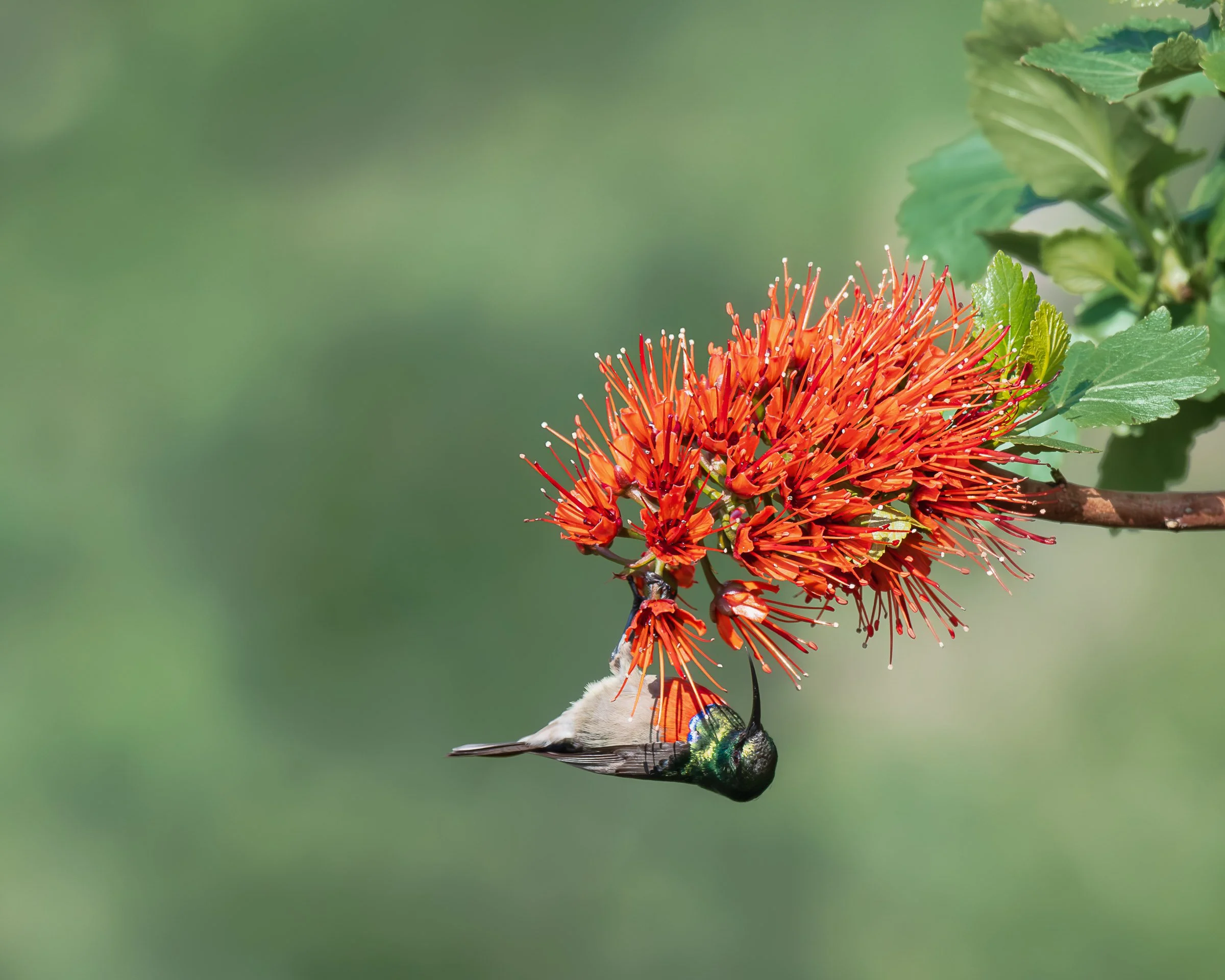 Greater Double-Collared Sunbird - Drakensberg 8502666 