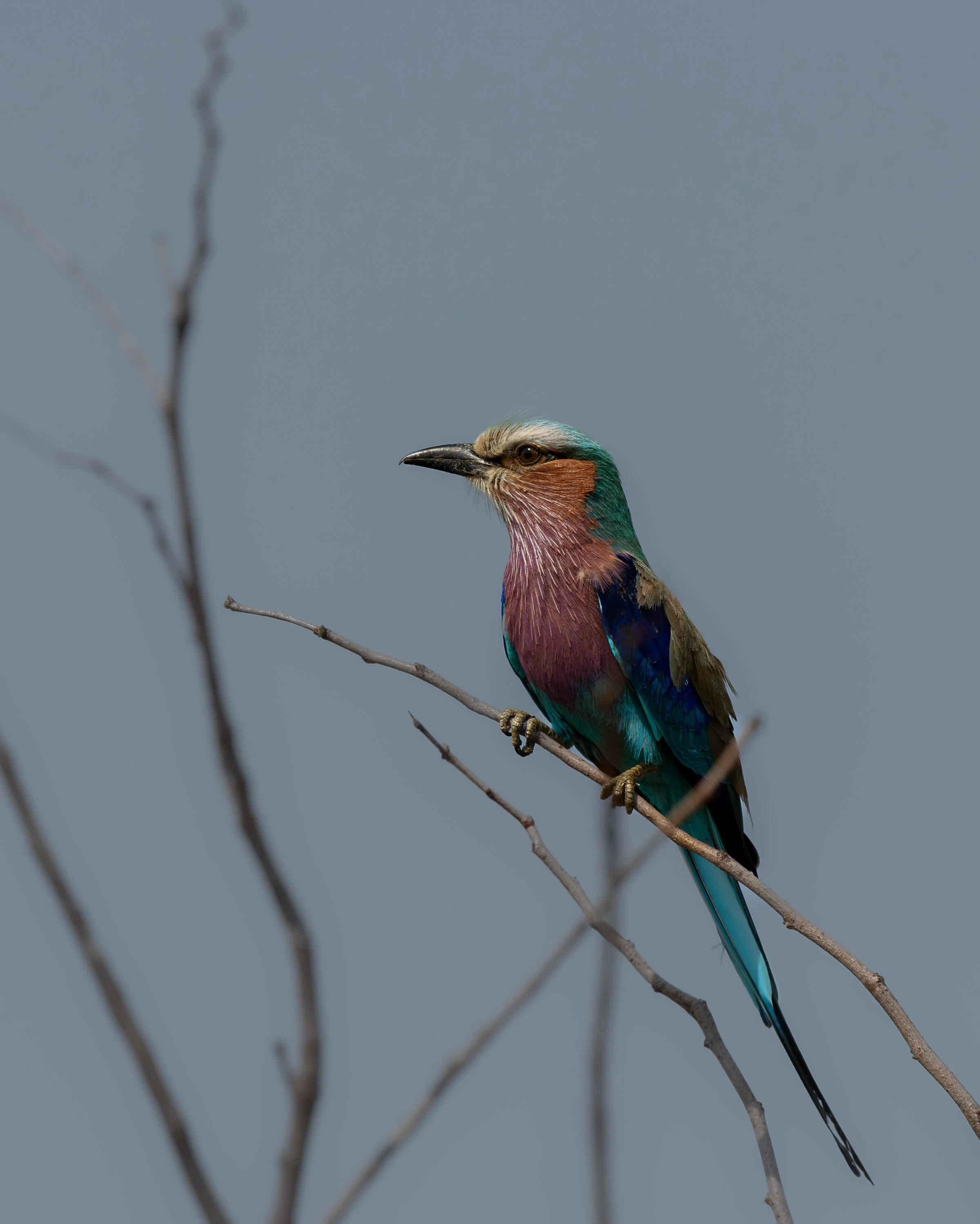 Lilac Breasted Roller - KNP 8509562