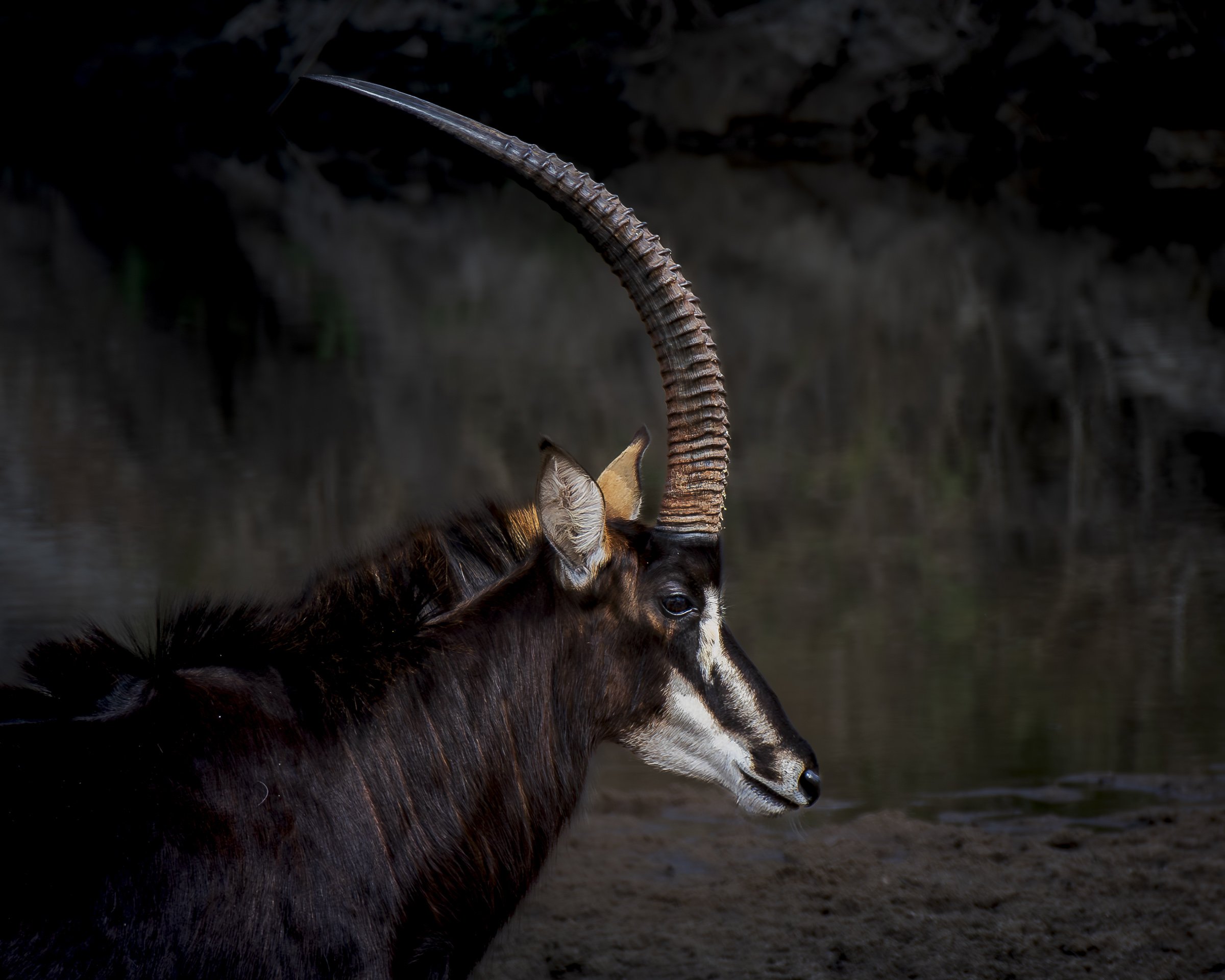 Sable  Antelope 3 - S30-8508485.jpg