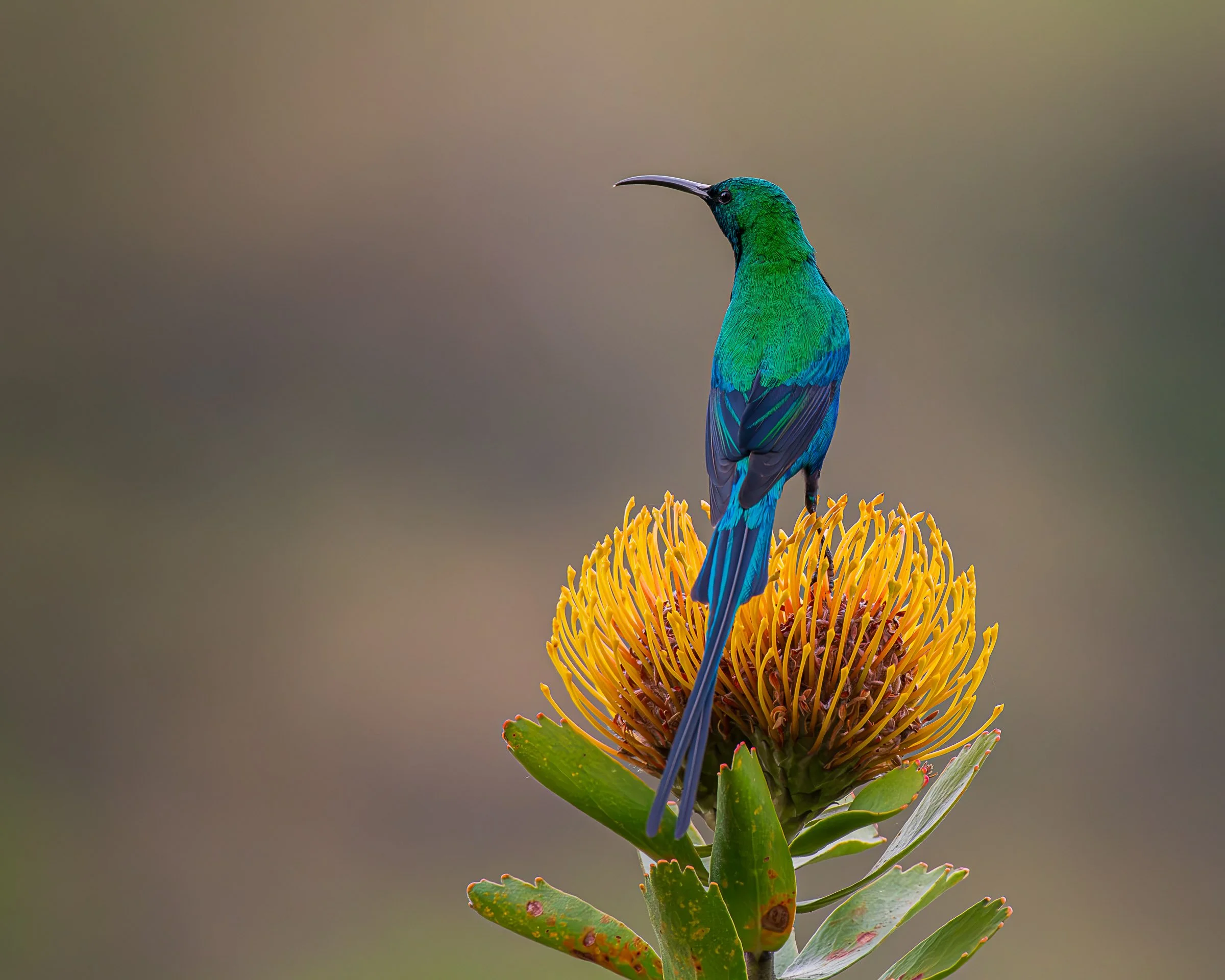 Malachite Sunbird - Drakensberg 8503098