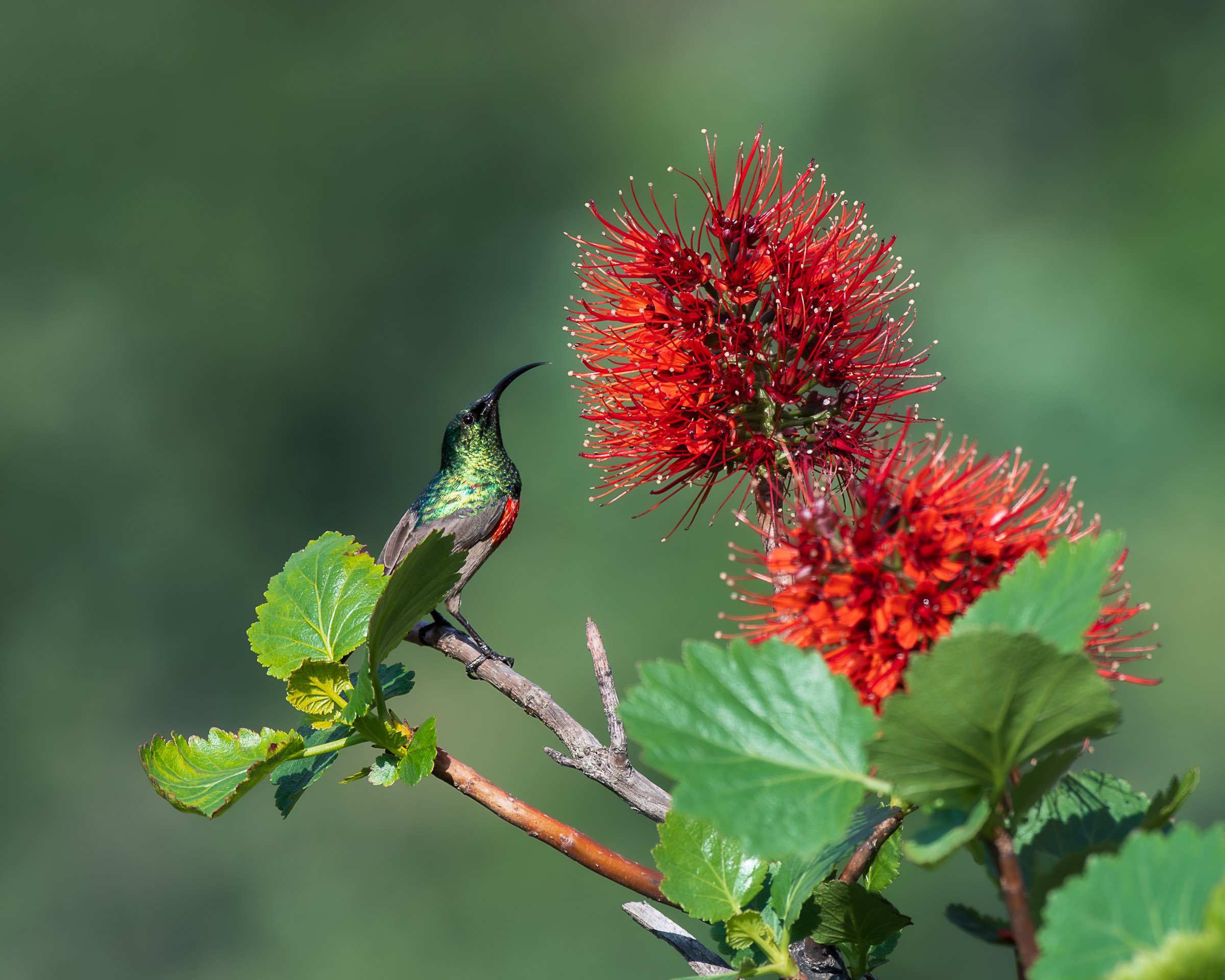 Greater Double-Collared Sunbird - Drakensberg 8502653