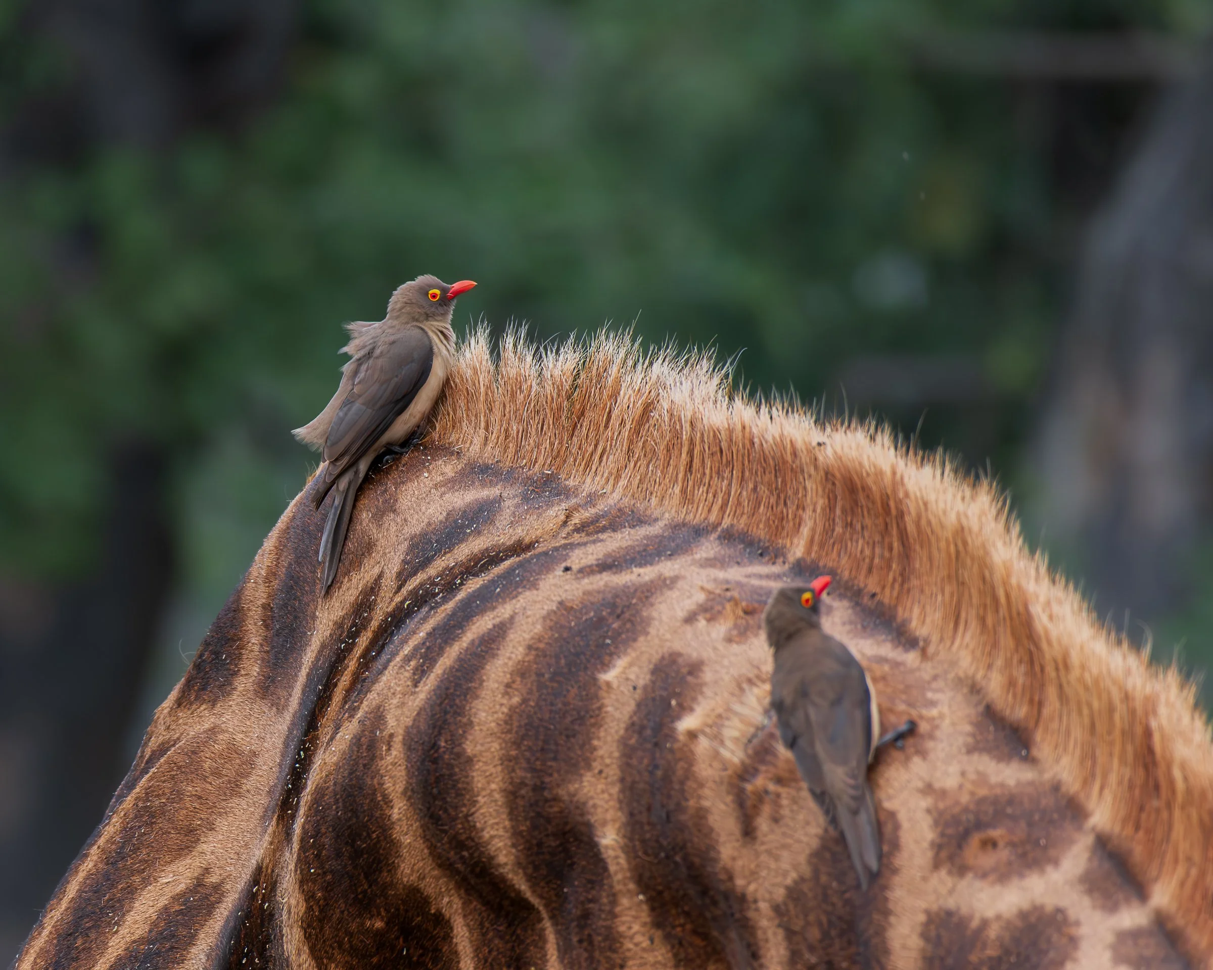 Yellow Billed Oxpeckers - KNP 8501472.jpg