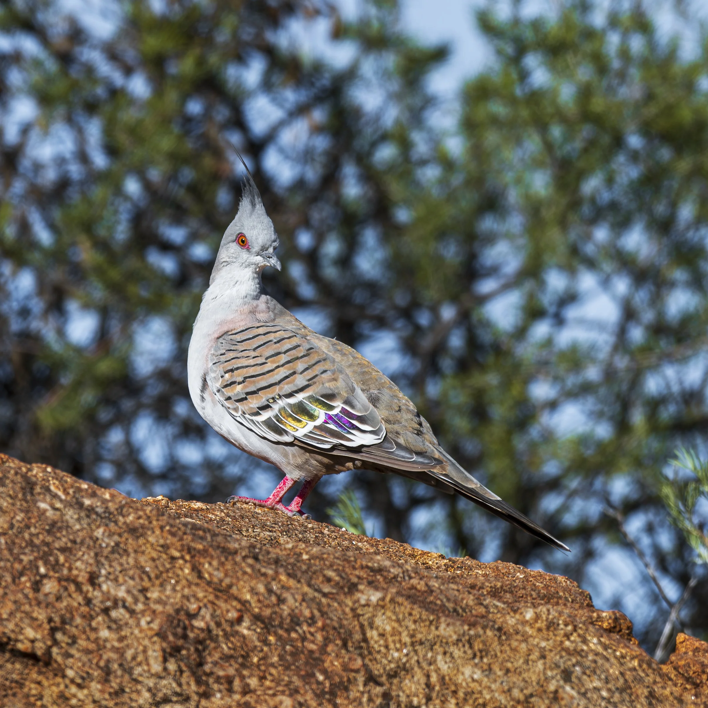 Crested Pigeon - Telegraph Station Alice Springs