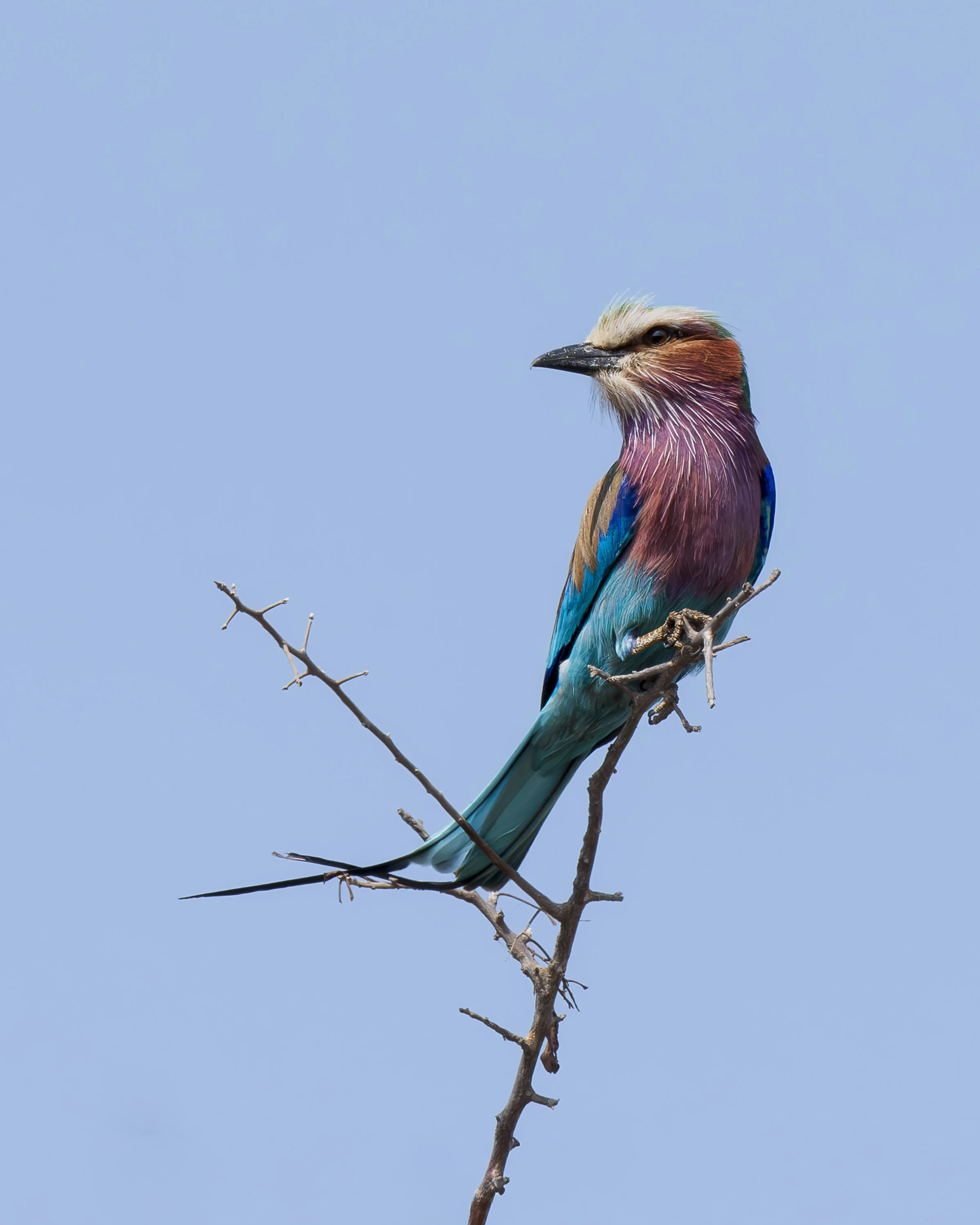 S47 - Mopani 8x10-8509430.jpg