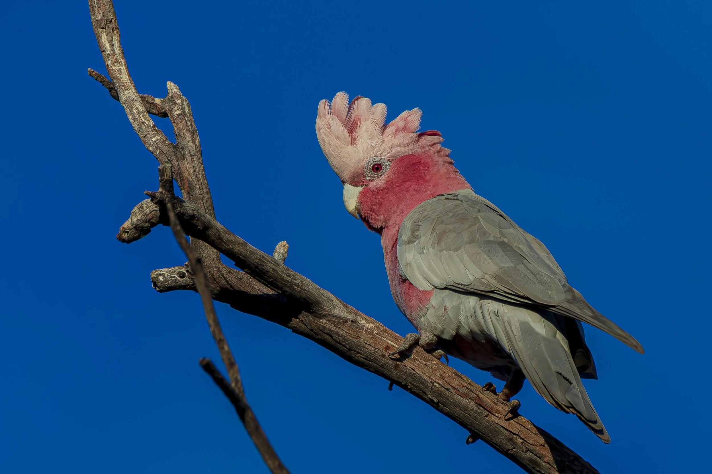 Galah - Todd River Alice Springs