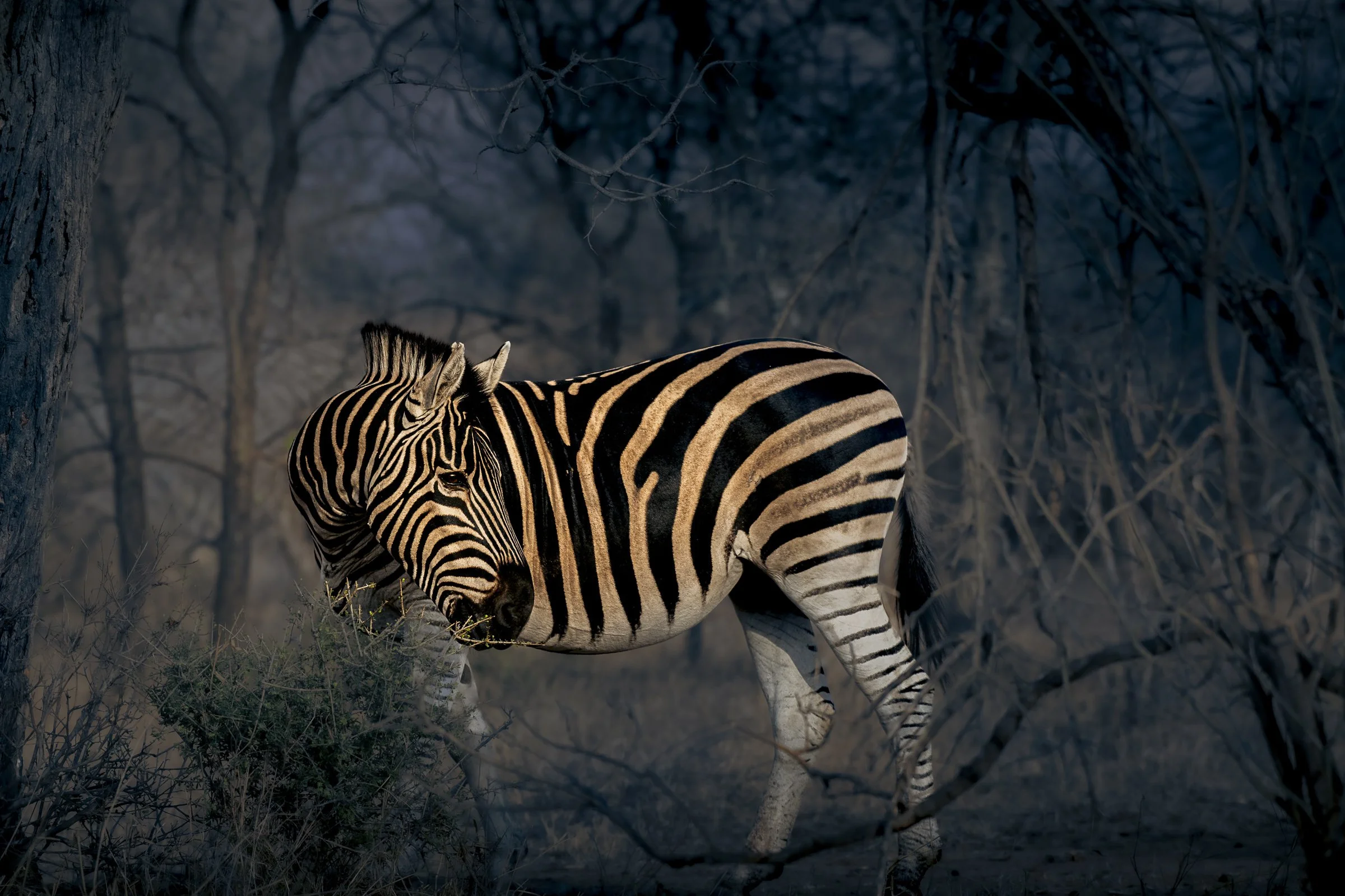 30" x 20" Print