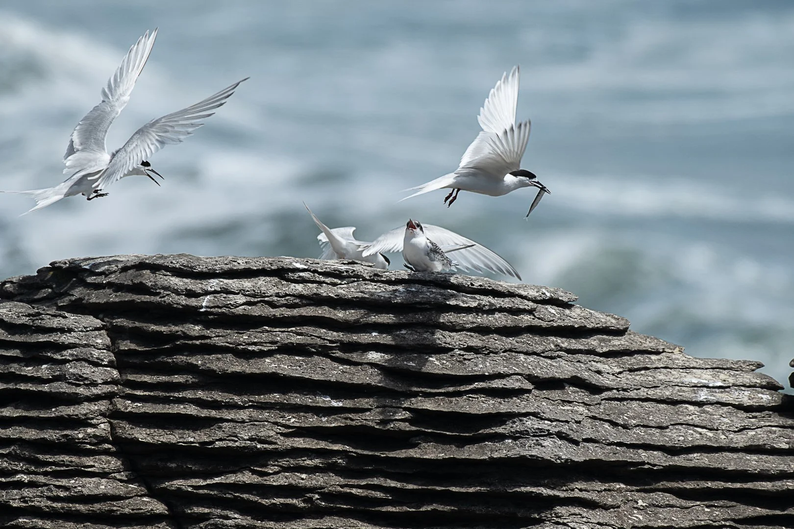 White Fronted Tern 4464