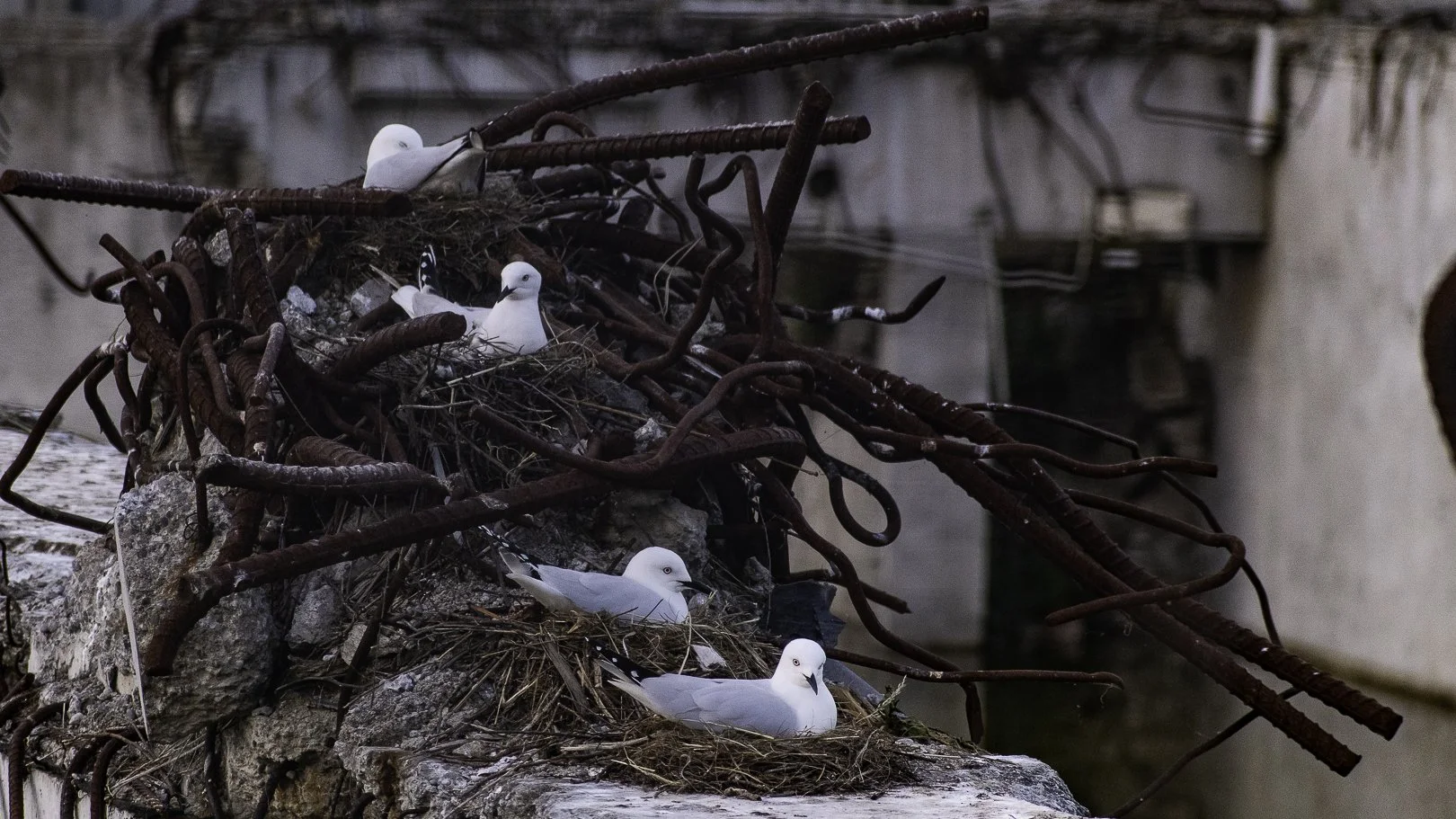 Black Billed Gulls - City Living