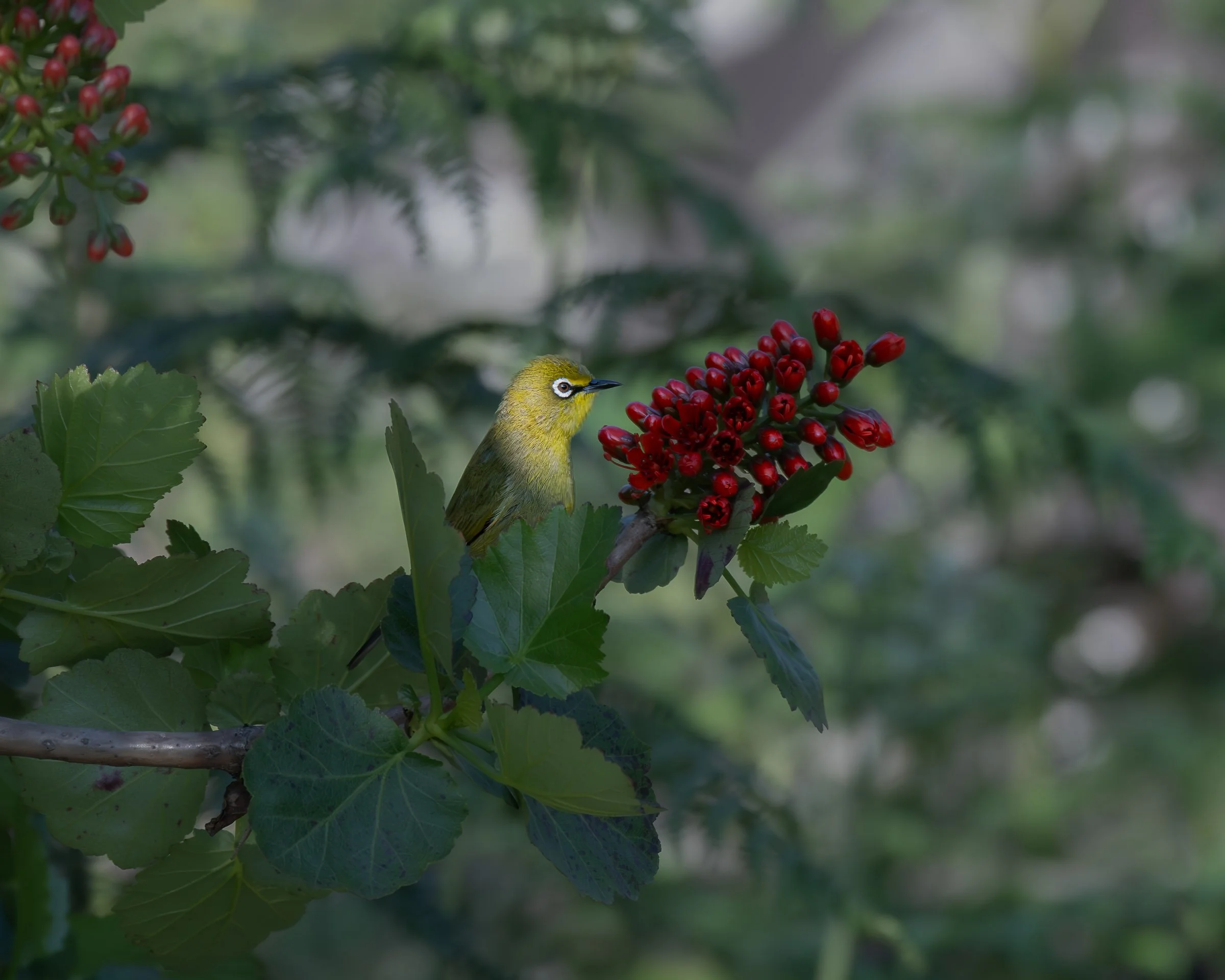 Cape White Eye - Drakensberg 8502787