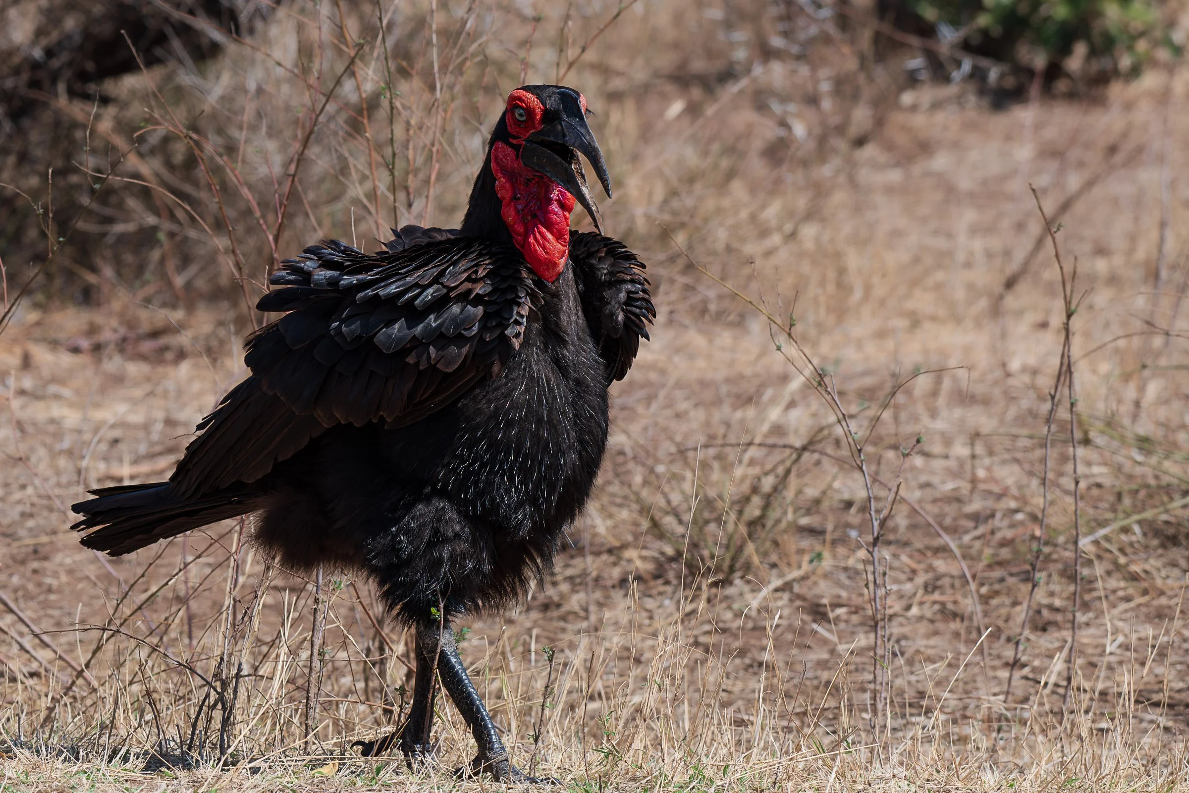 Southern Ground Hornbill - KNP 8508558
