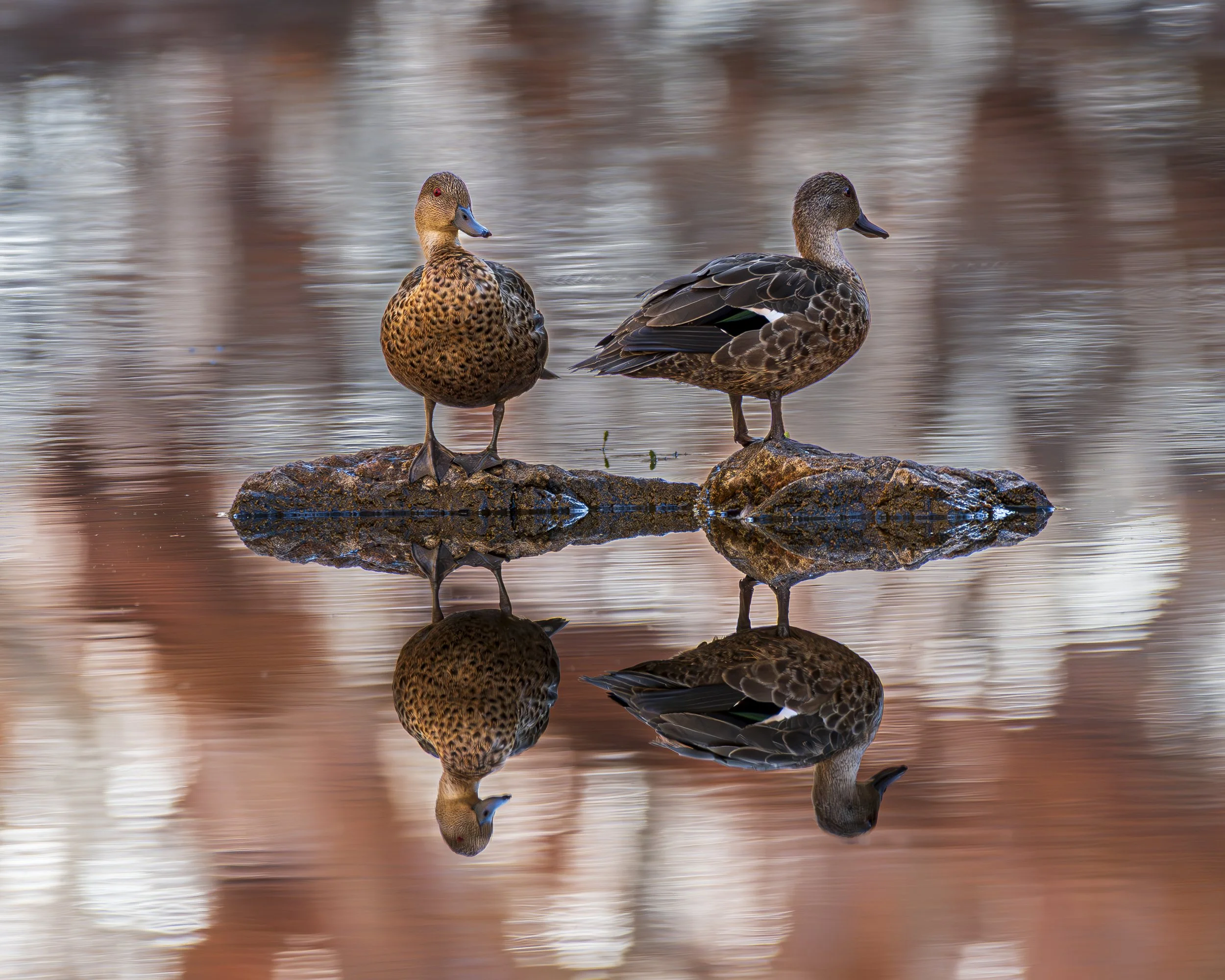 Ducks - Ormiston Gorge Central Australia