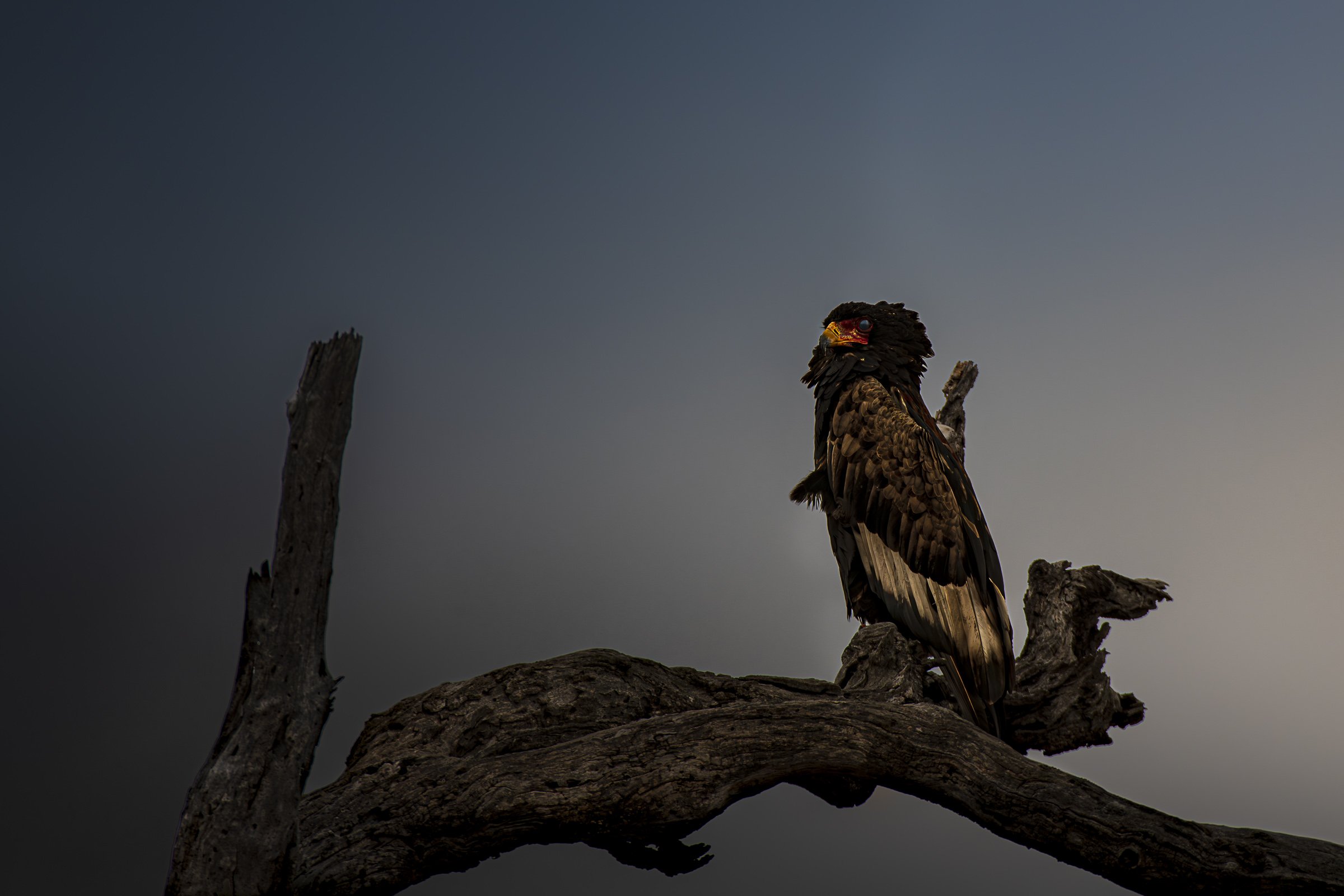 Bateleur - H5 KNP4-8508844.jpg