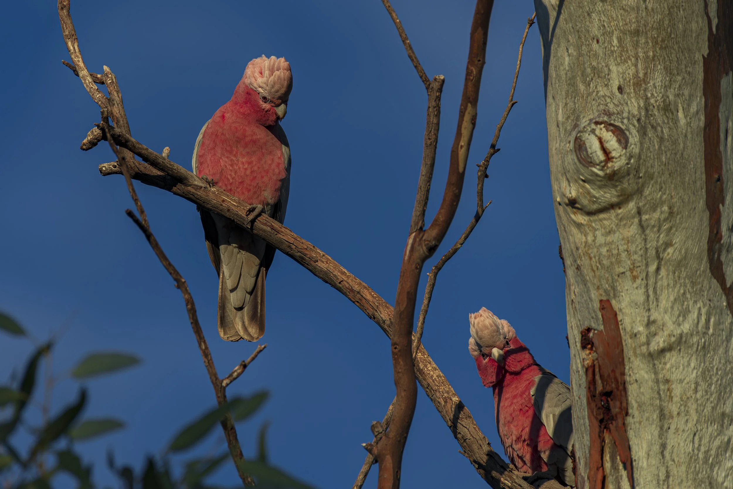 Galahs - Todd River Alice Springs