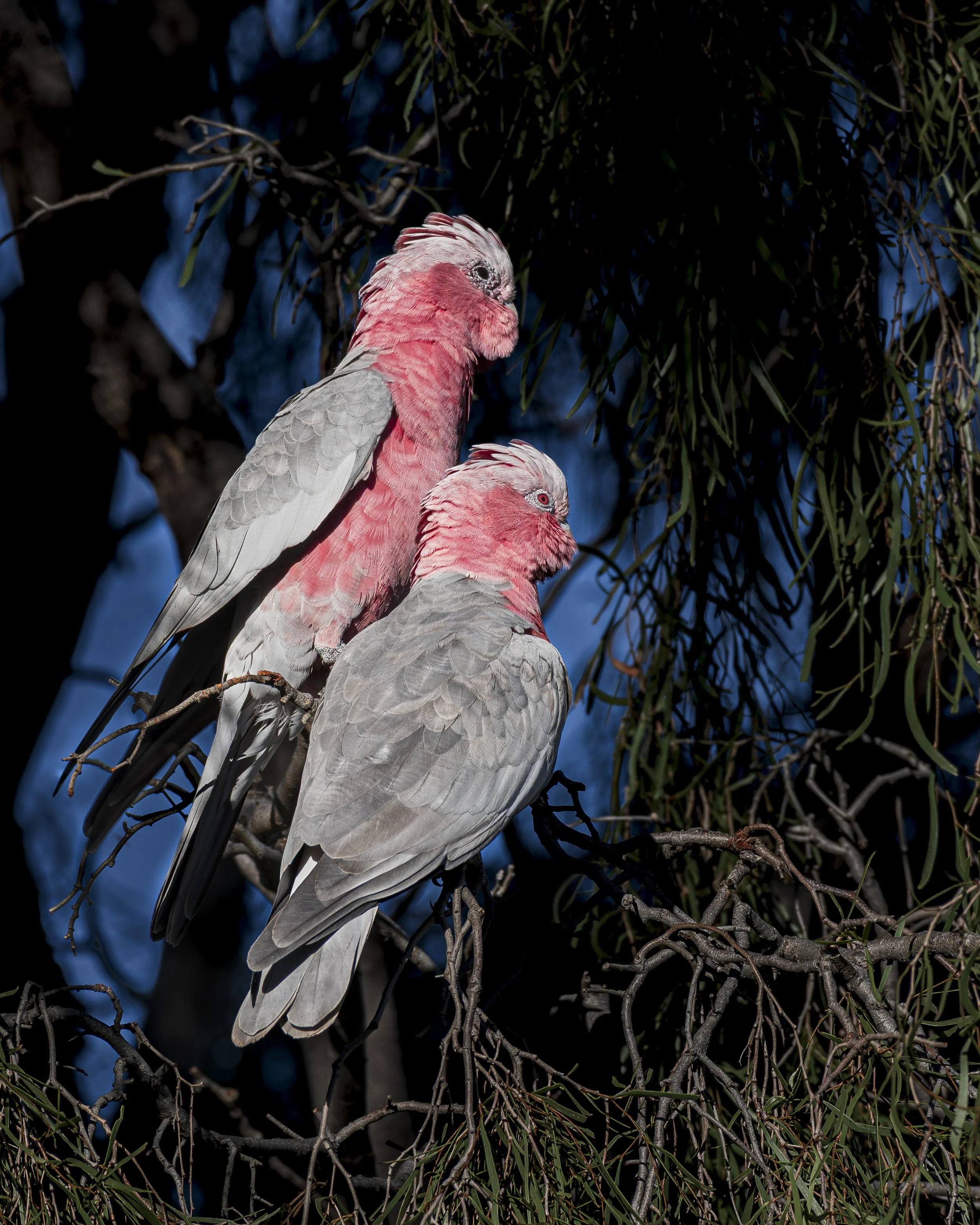Galahs - White Gums #2