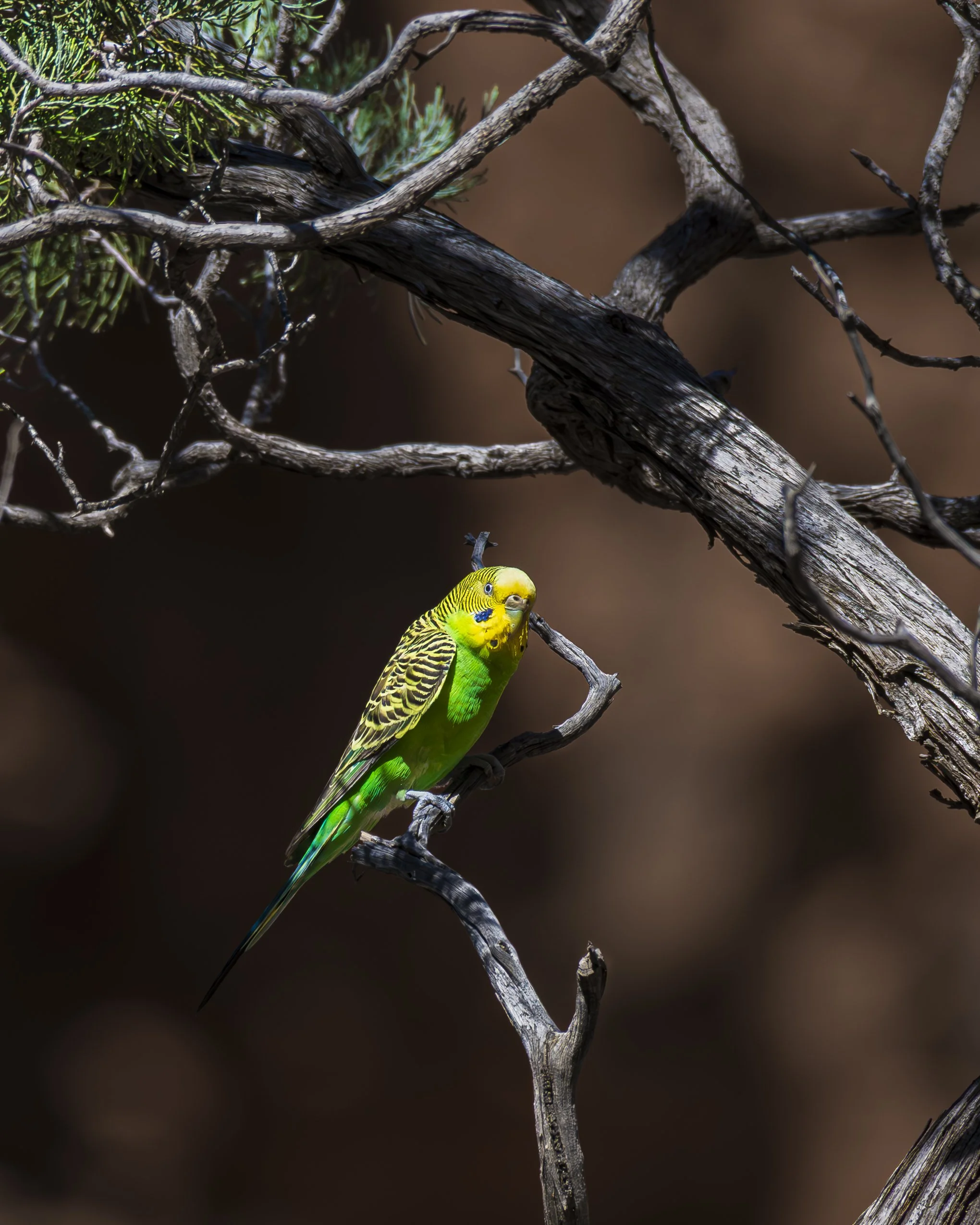 Budgierigar Ormiston Gorge