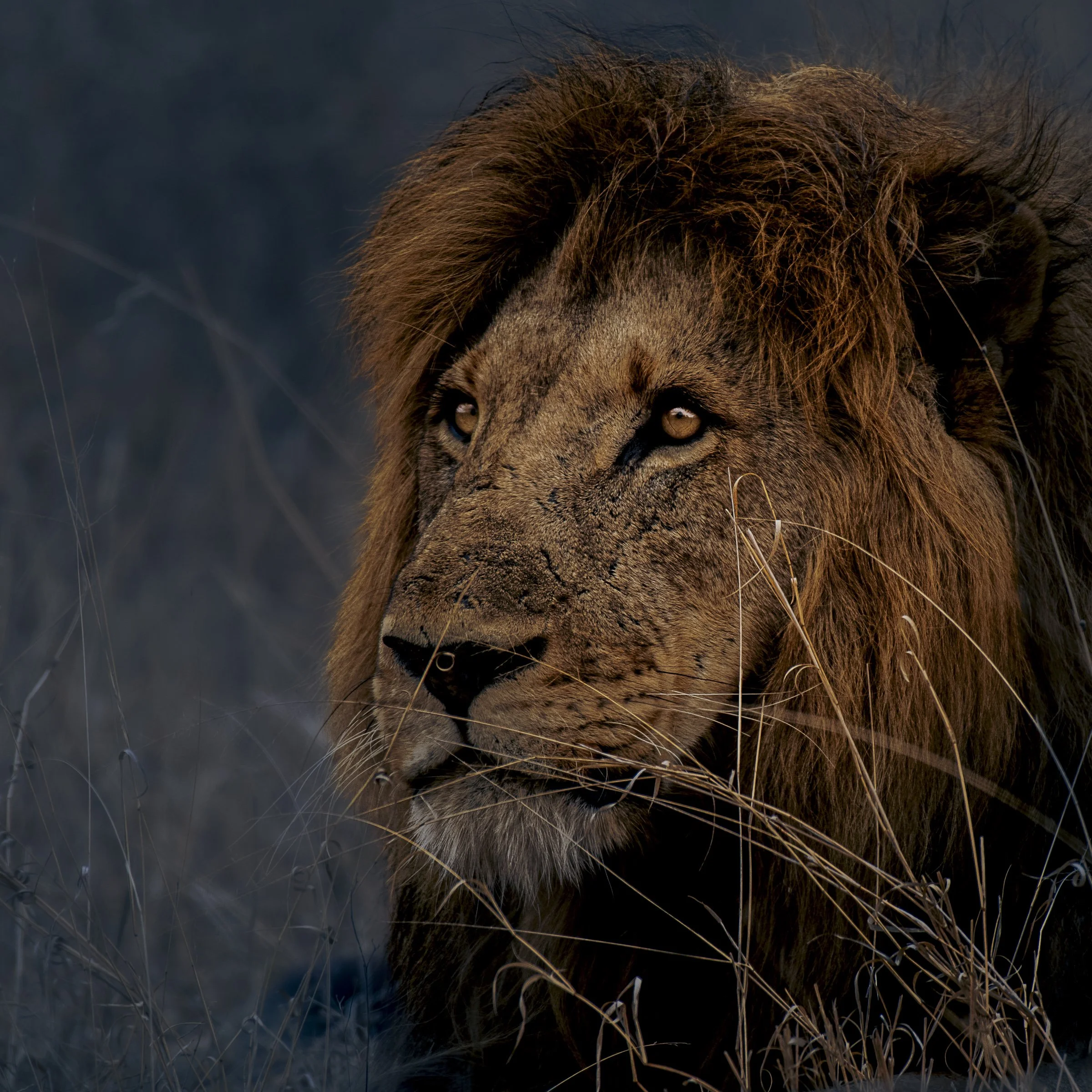 S39 - Satara Timbavati-8500622.jpg