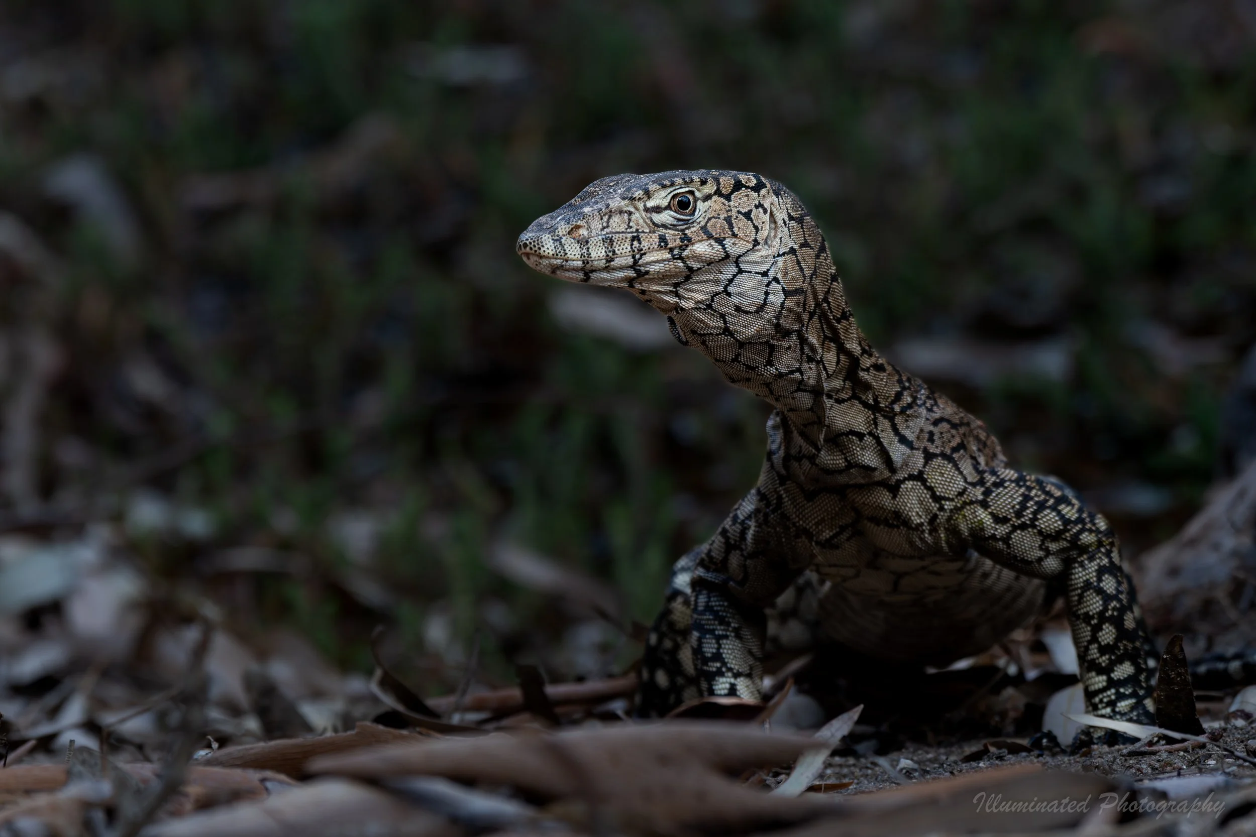 Perentie - Ormiston Gorge Central Australia