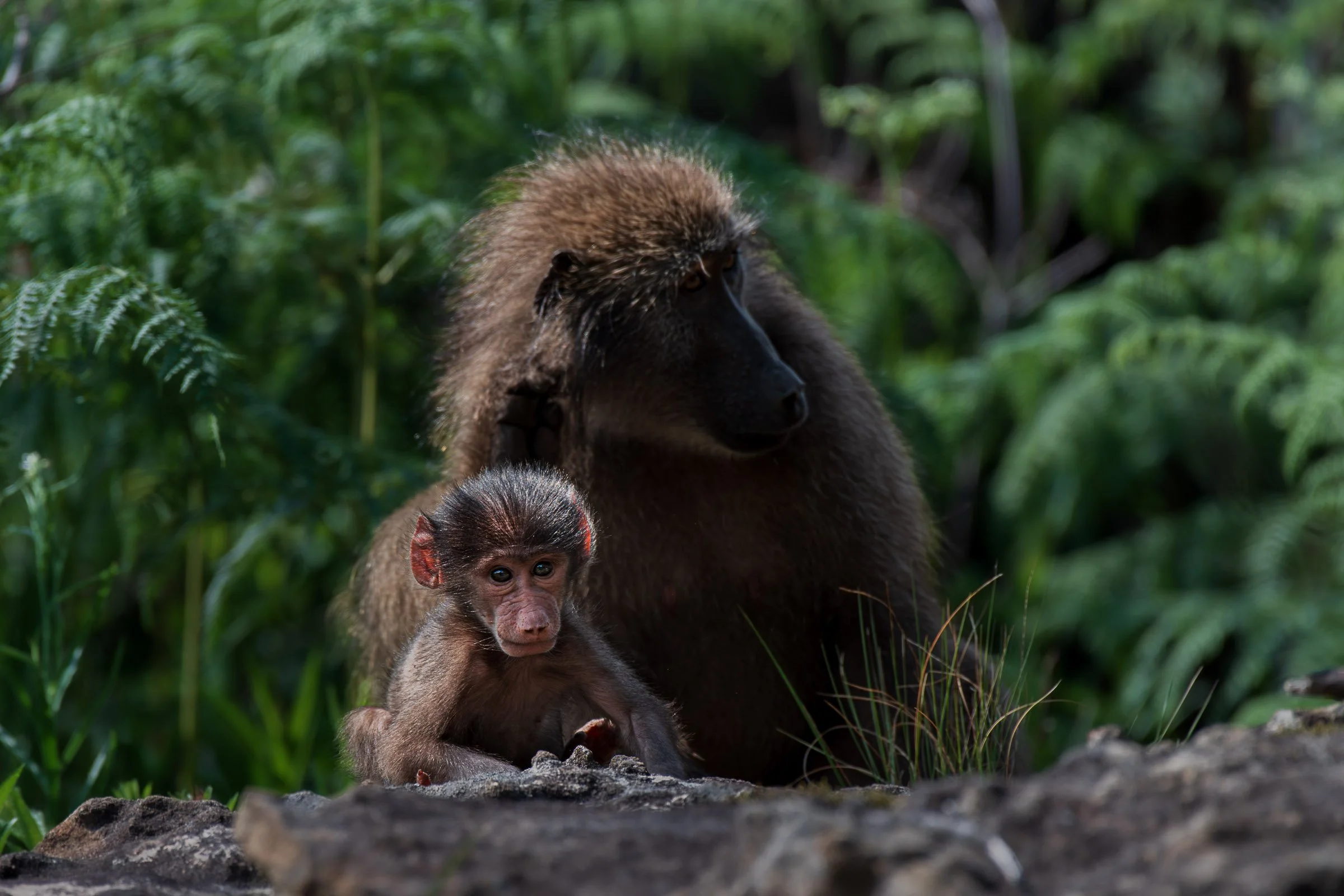 Chacma Baboons - Drakensberg 8502713