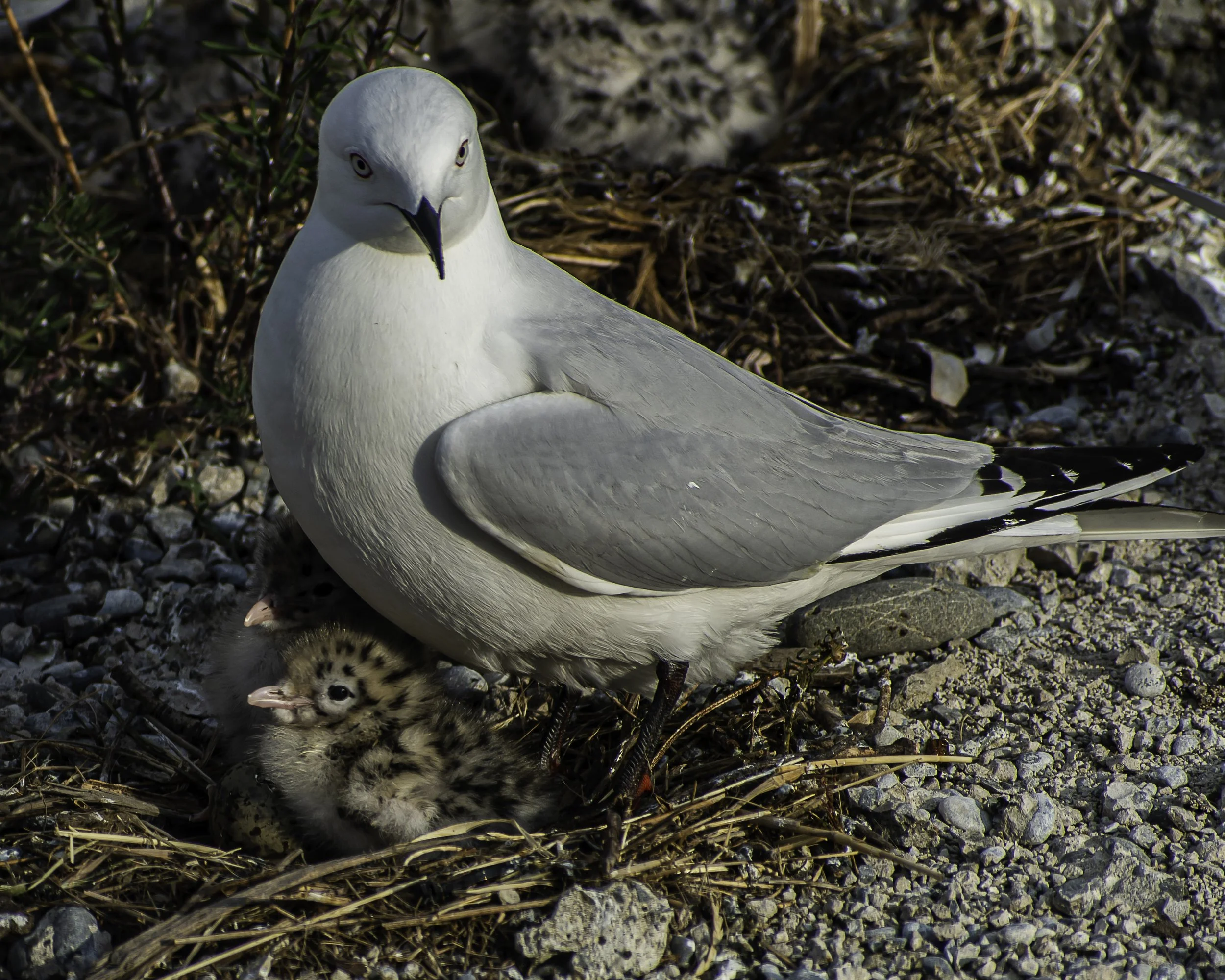 Black Billed Gull