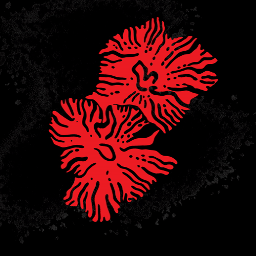 Two red hibiscus flowers with black outlines on a black background.