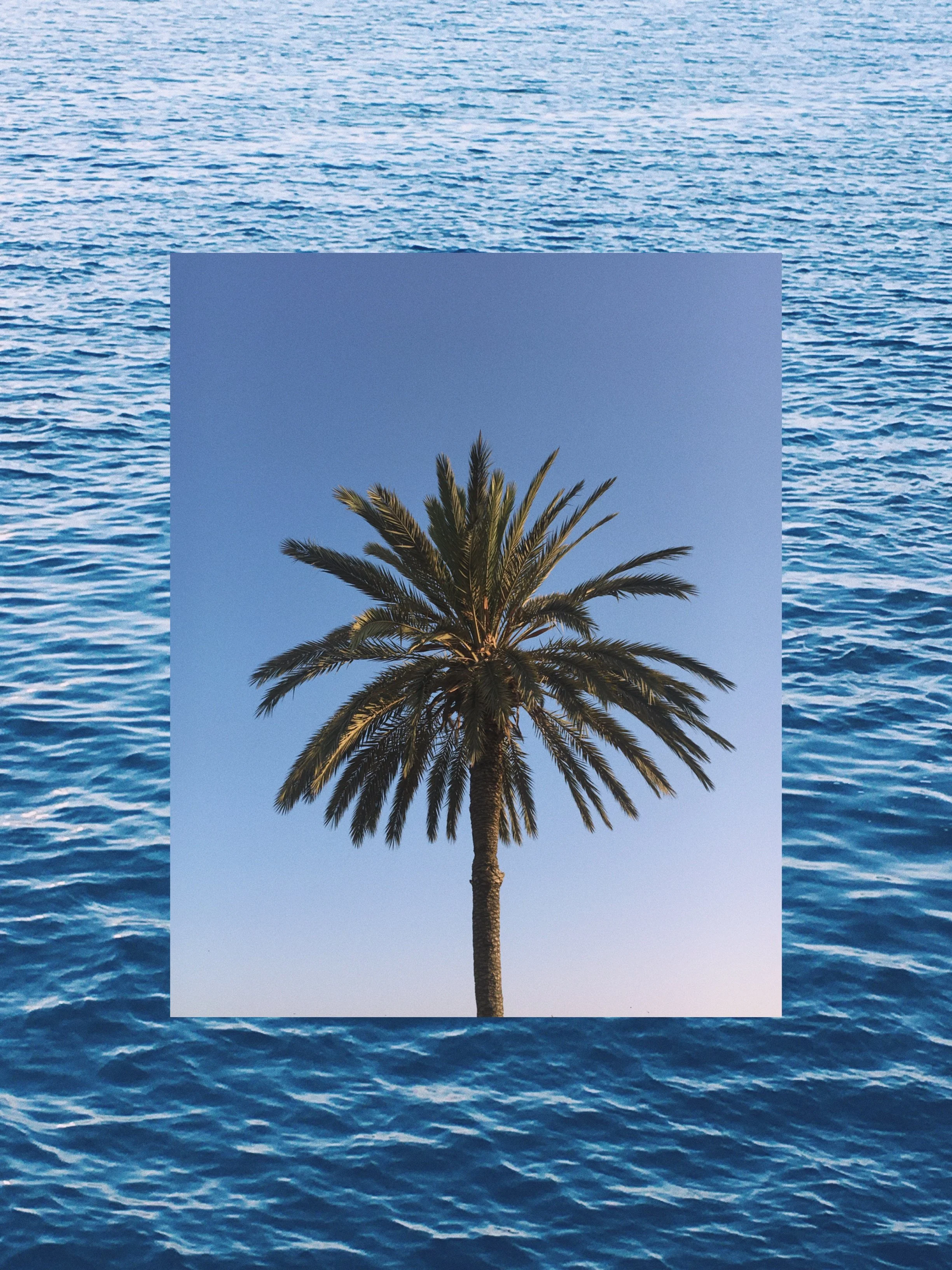 A palm tree against a clear blue sky, surrounded by an edited background of ocean water with ripples.