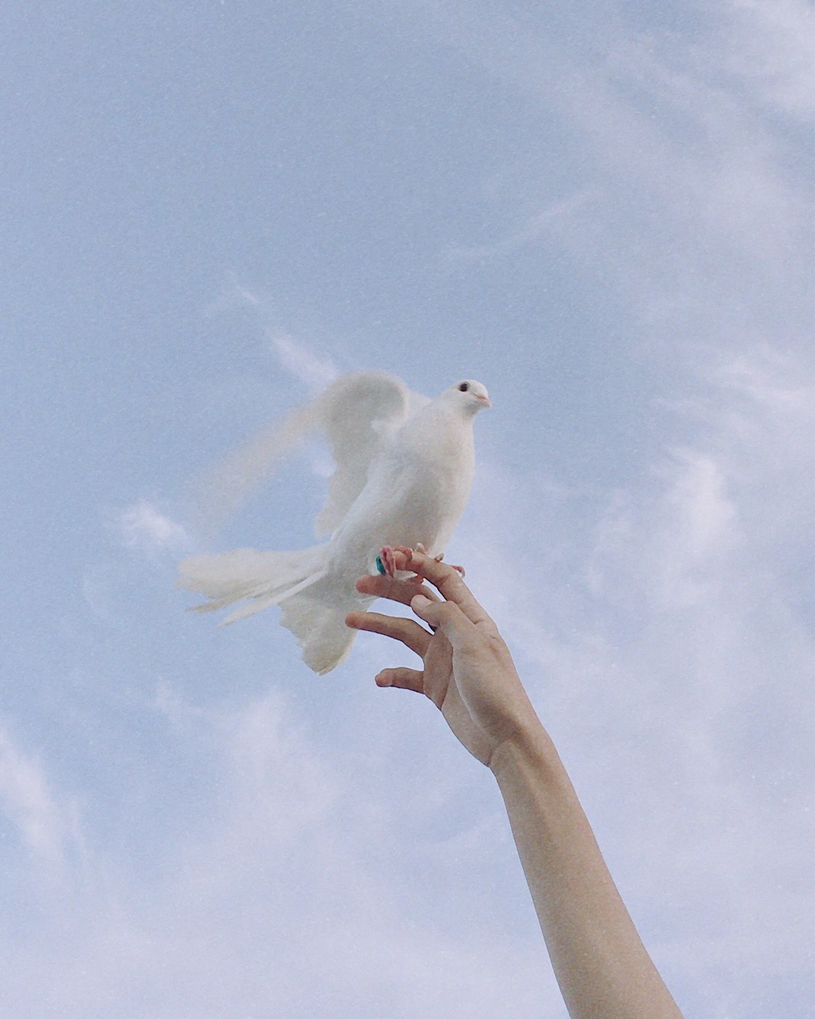 A person holding a white dove against a cloudy sky.