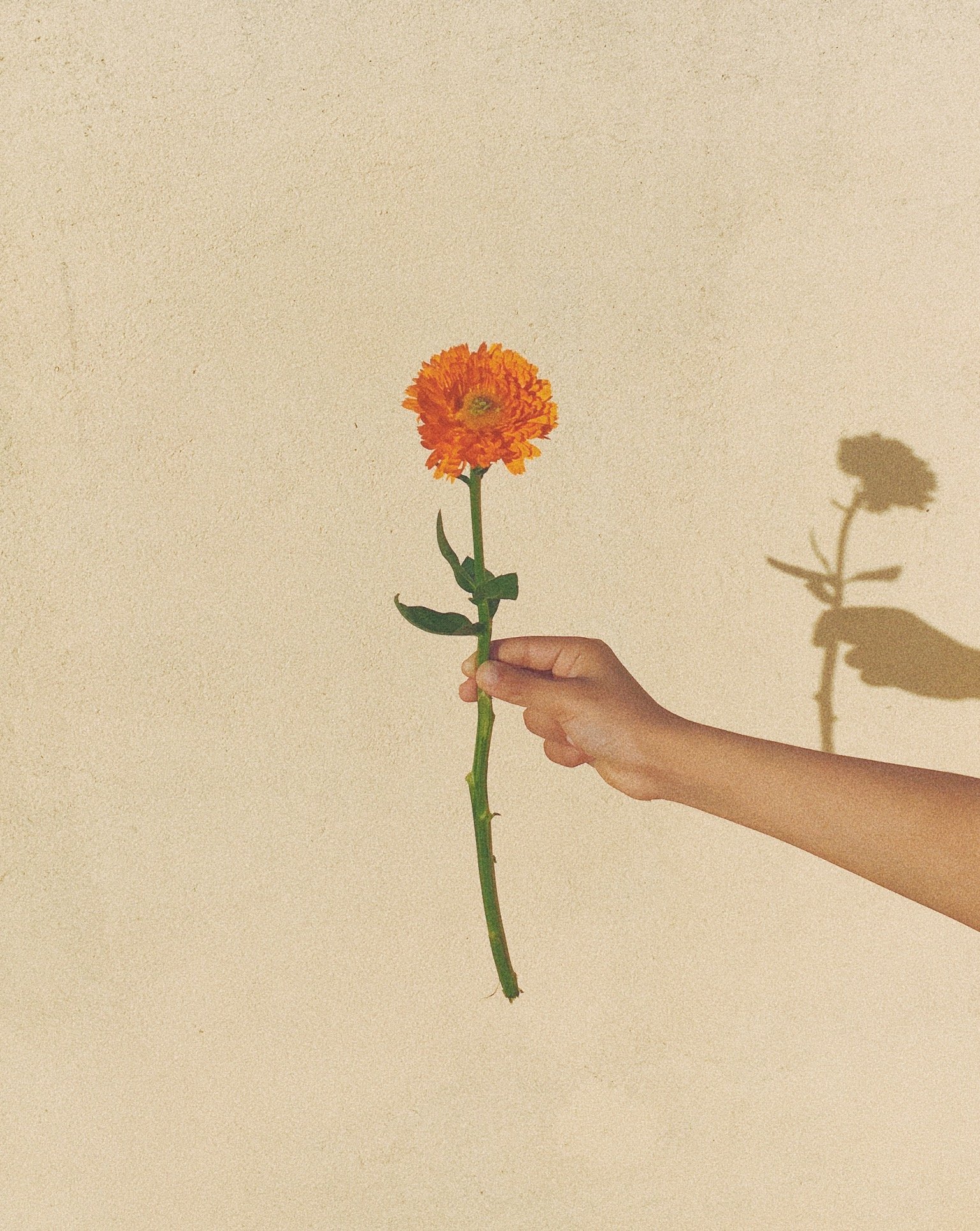 A hand holding an orange flower against a beige wall, casting a shadow of the flower and hand.