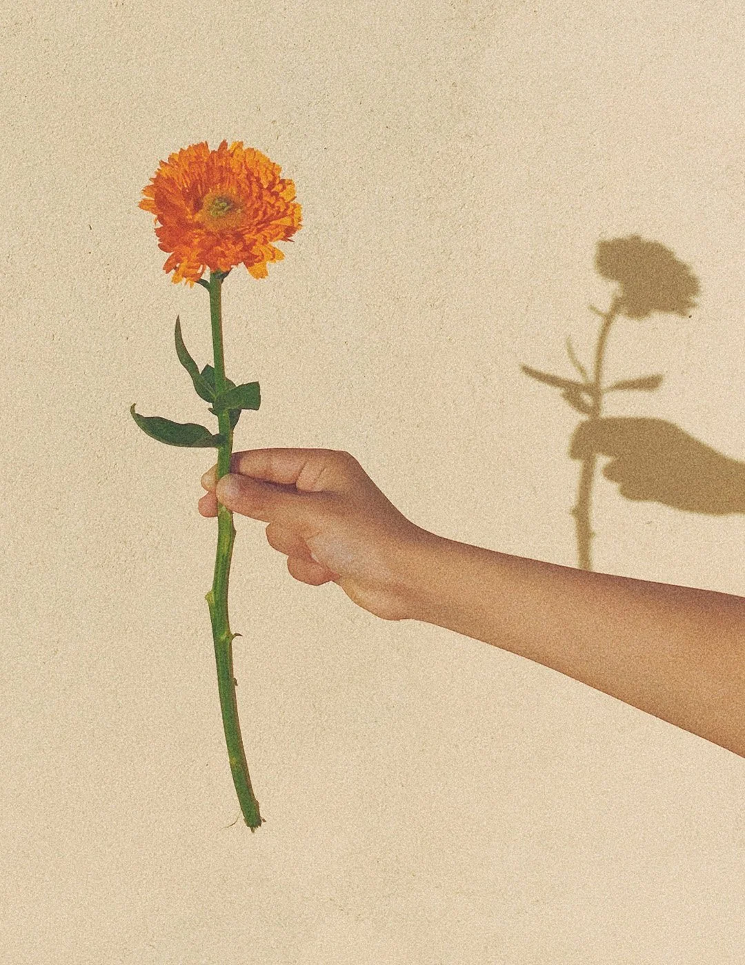 A hand holding an orange flower with a long green stem and green leaves, casting a shadow on a plain beige wall.