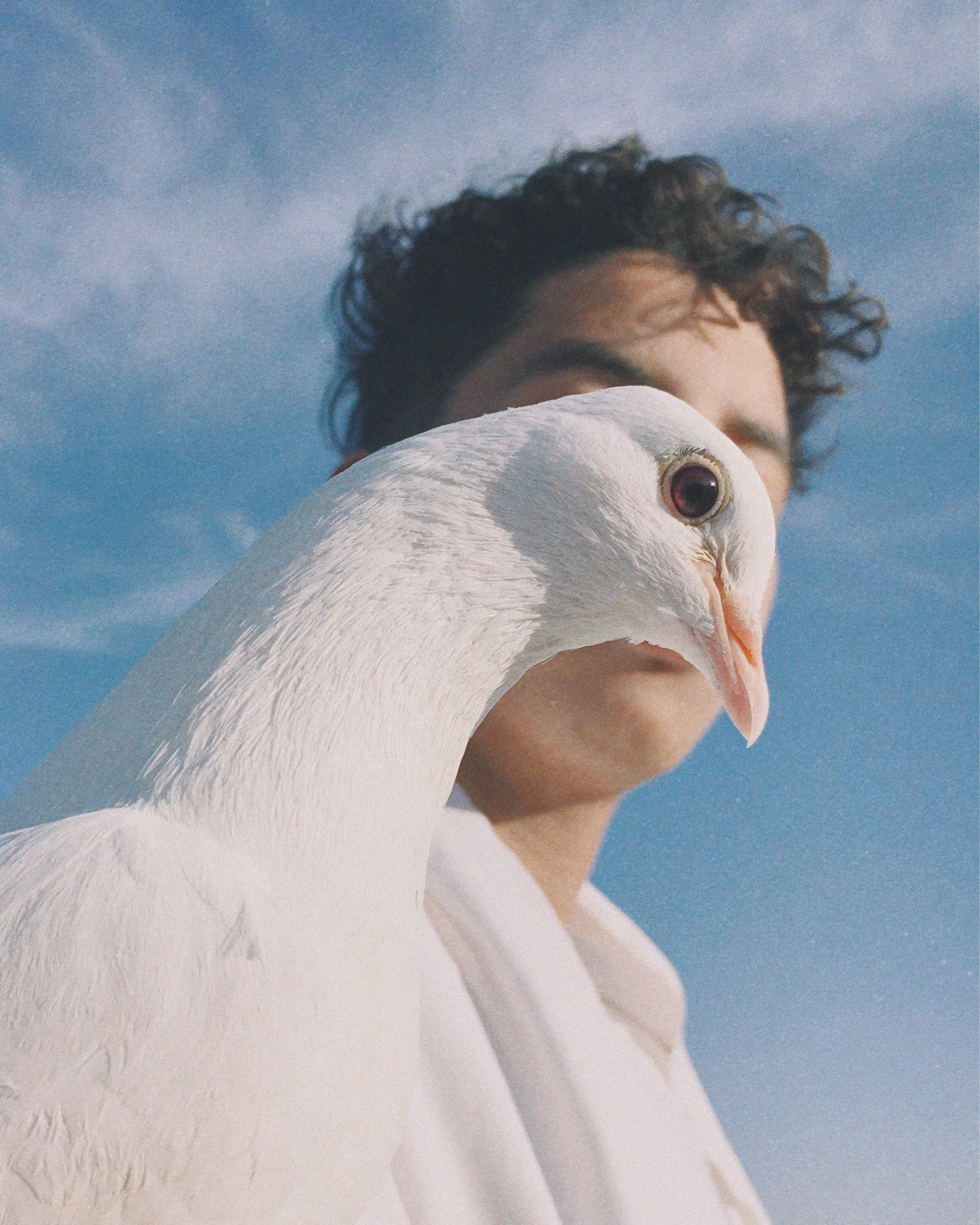 A person with curly hair standing behind a white goose against a blue sky with wispy clouds.
