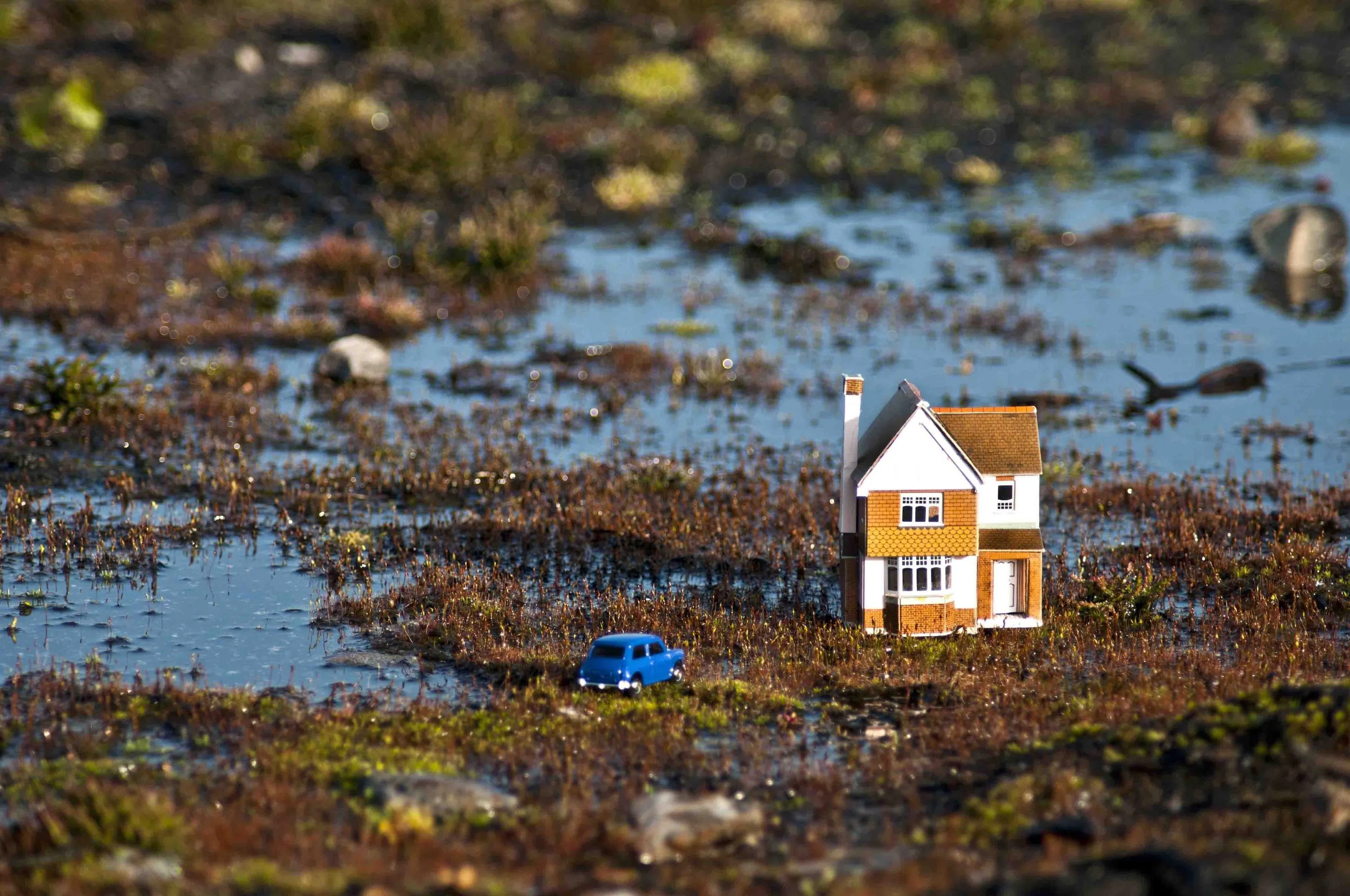 Carolyn Macleod art3.jpg