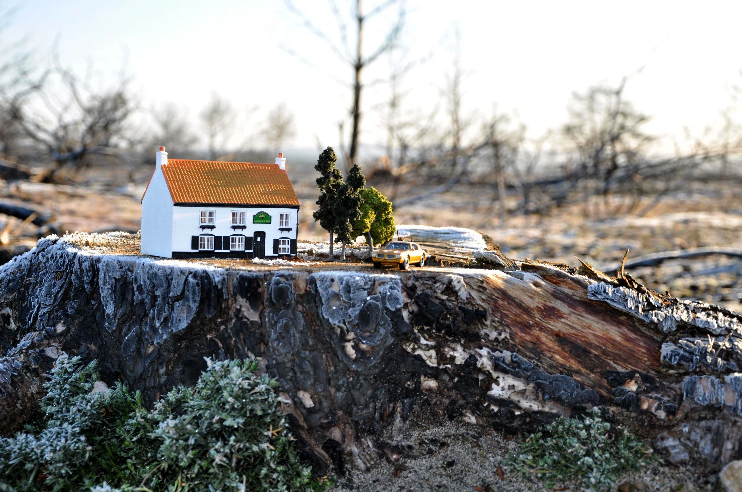 Carolyn Macleod art1..jpg