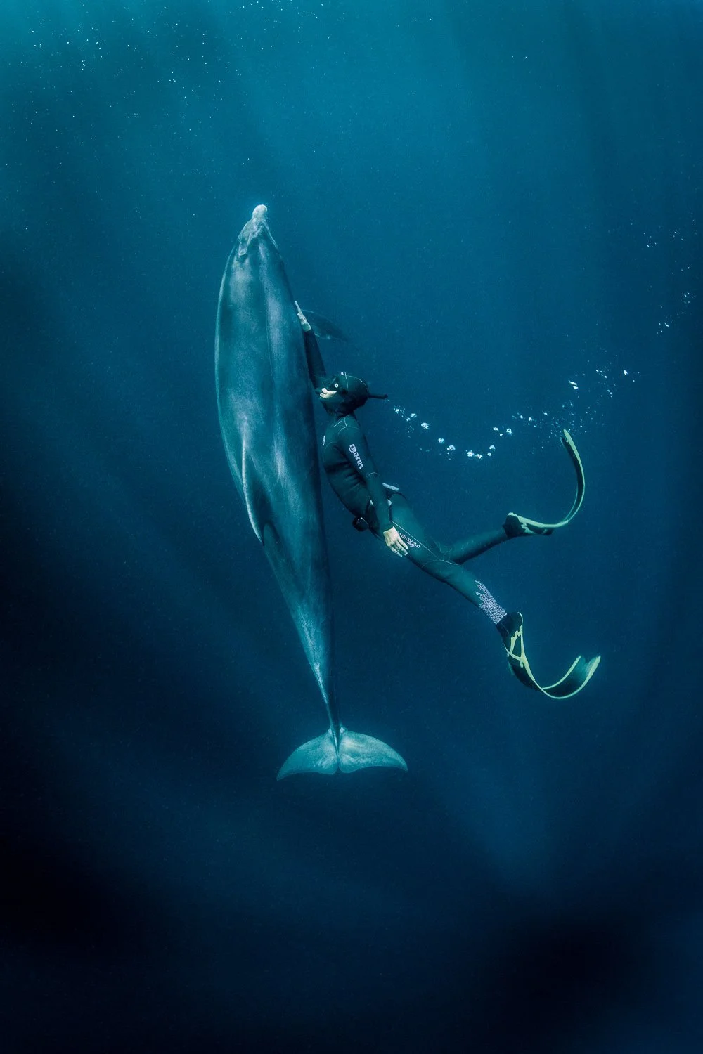 solitary-dolphin-dusty-intimate-moment-human.jpg