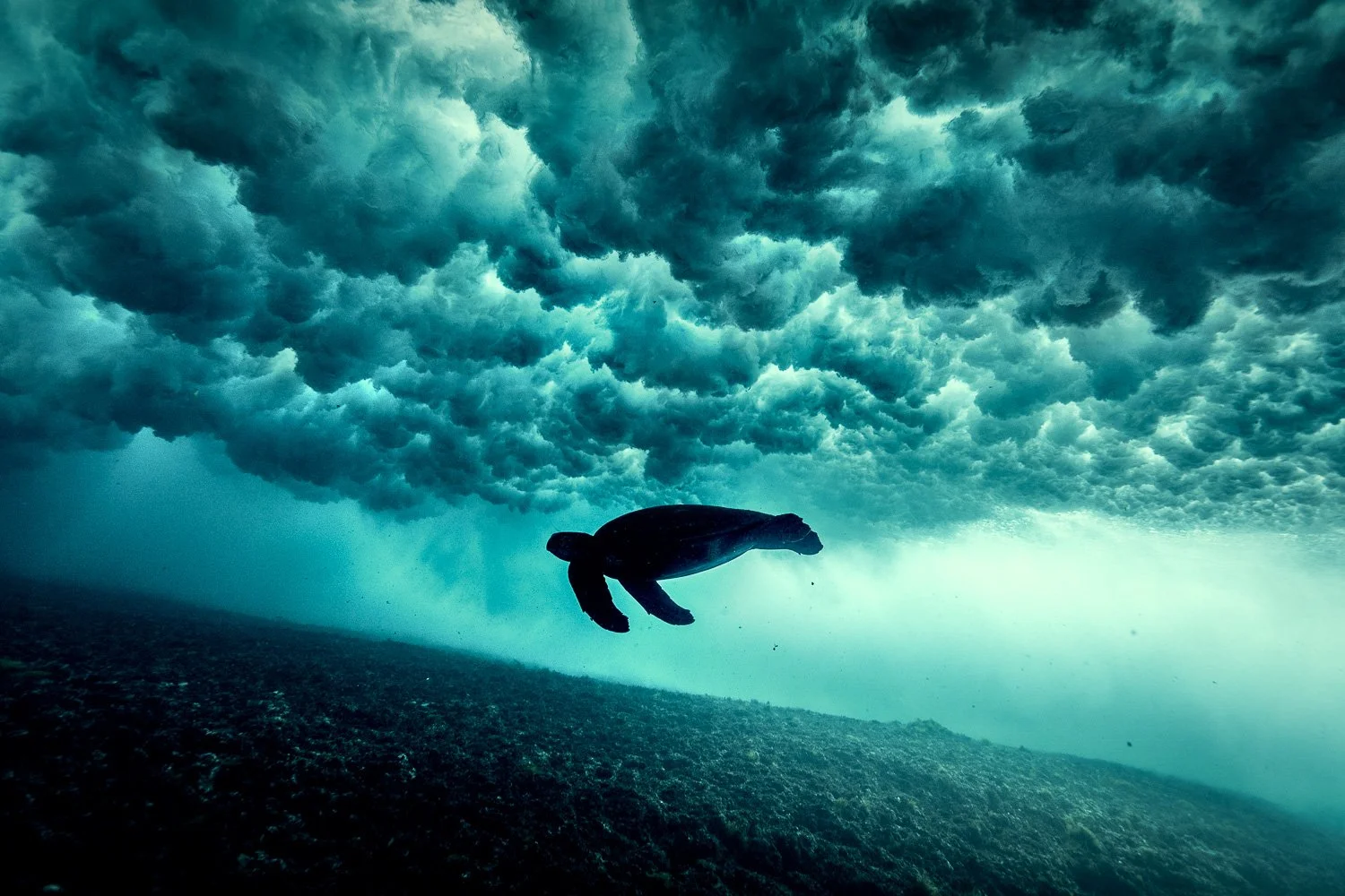 turtle-under-cloud-wave-dramatic.jpg