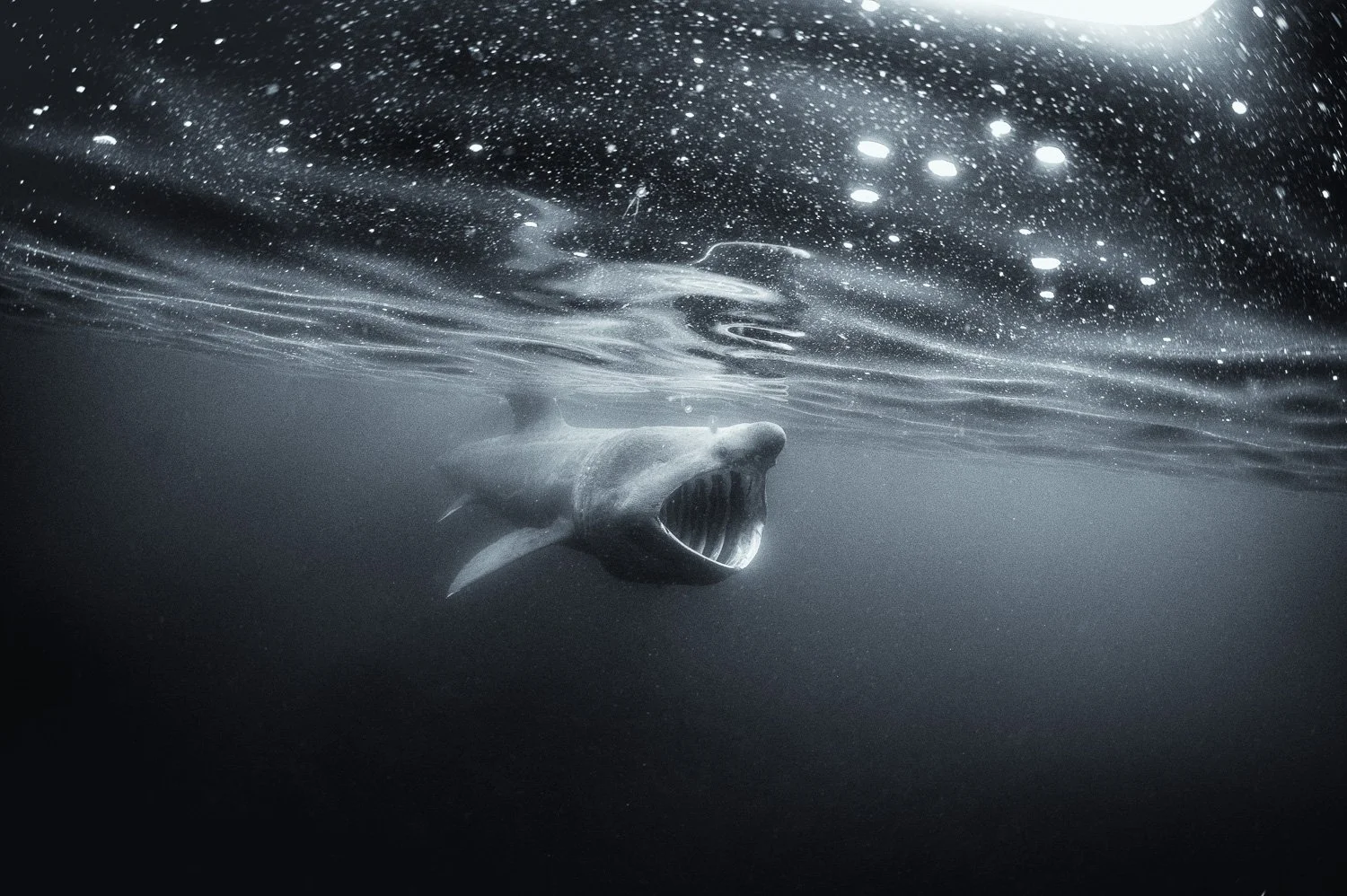 basking-shark-surface-feeding-marine-life.jpg