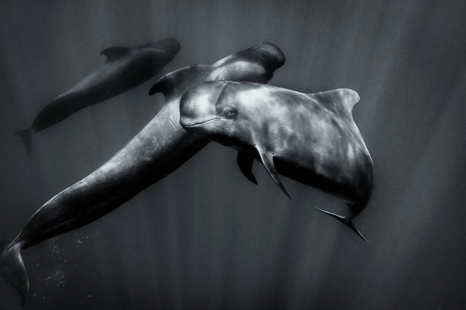 pilot-whale-tenerife.jpg