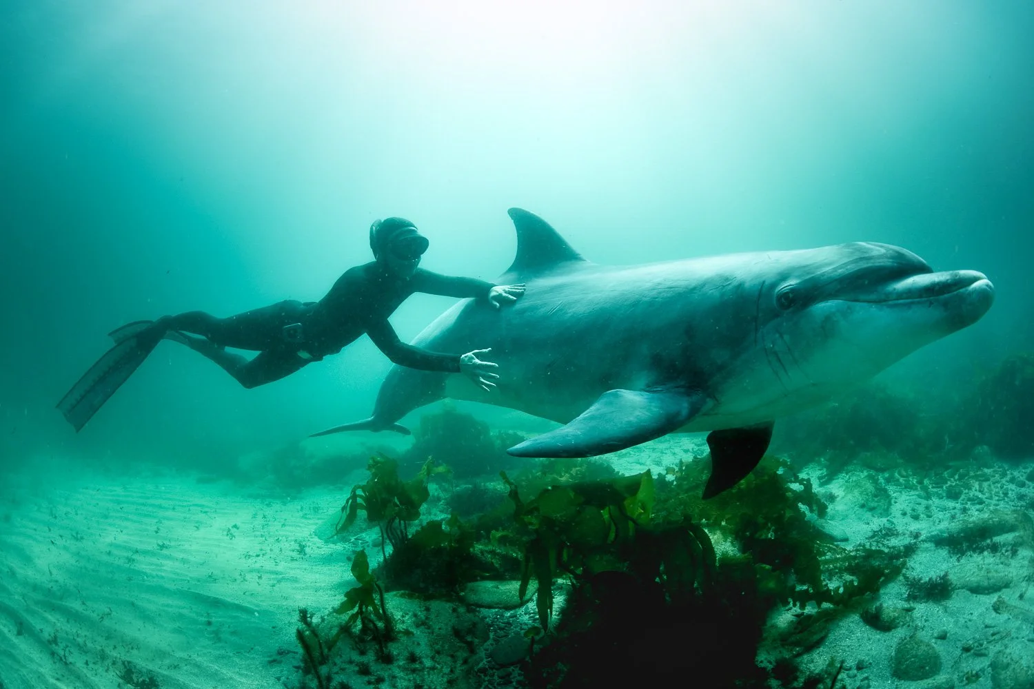 Underwater interaction of a free diver gently holding a bottlenose dolphin as they drift over a rippled, sunlit seabed.