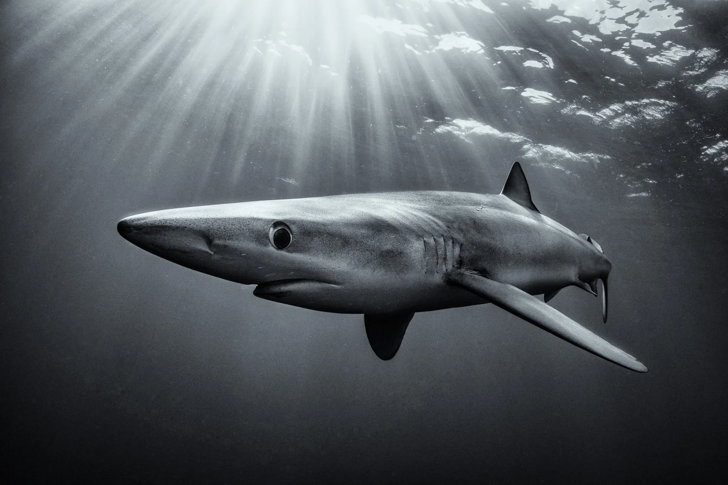 blue-shark-sun-rays-underwater.jpg
