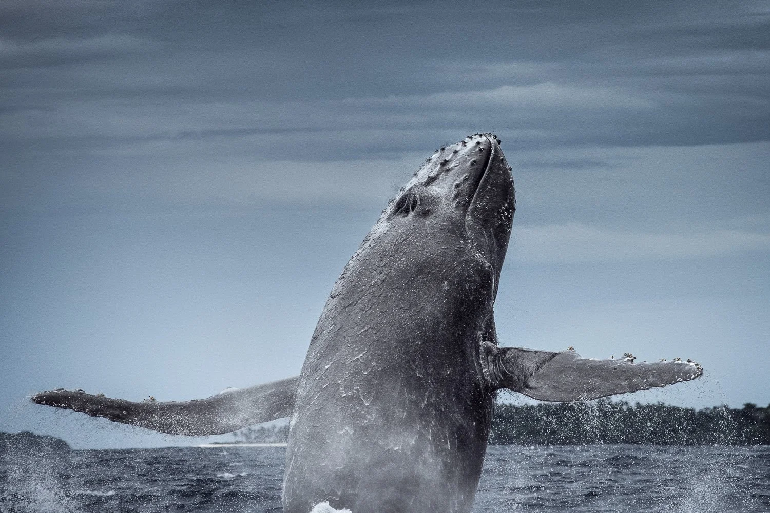 flying-humpback-whale-massive-breach-tonga.jpg