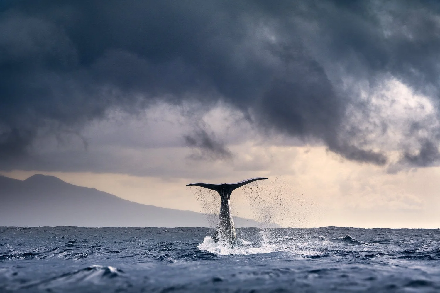 sperm-whale-dive-tail-high-stormy-sky-pico-azores.jpg