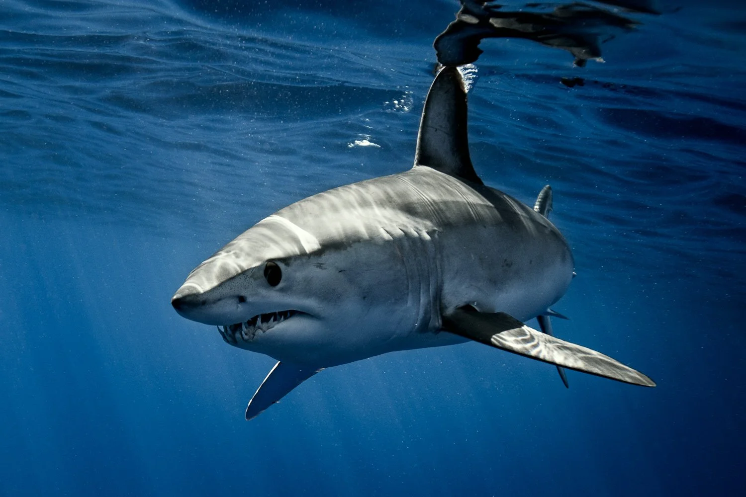 mako-shark-atlantic-azores.jpg