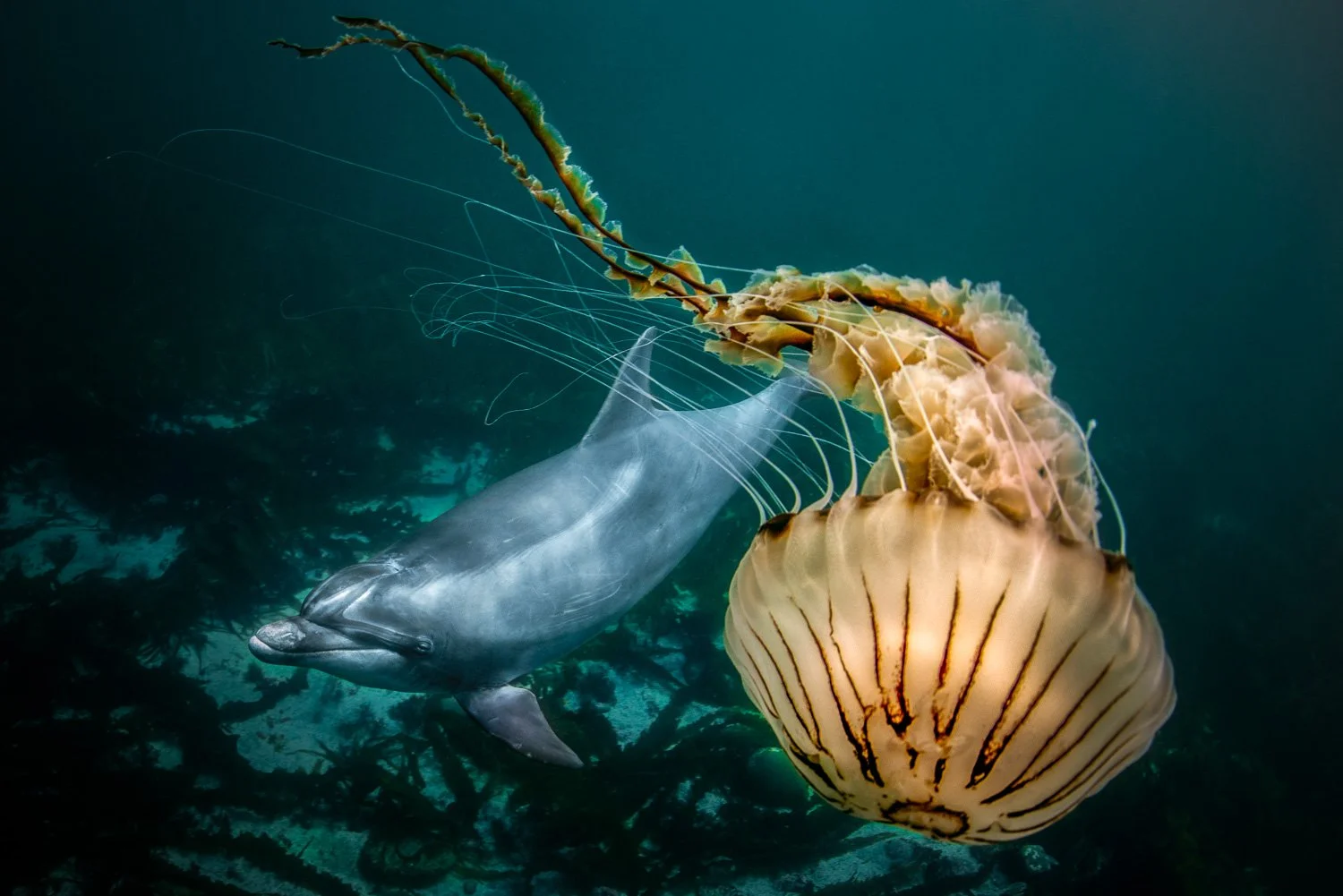 Unique underwater moment showing a bottlenose dolphin swimming gracefully beside a large jellyfish in the emerald Atlantic waters of Ireland