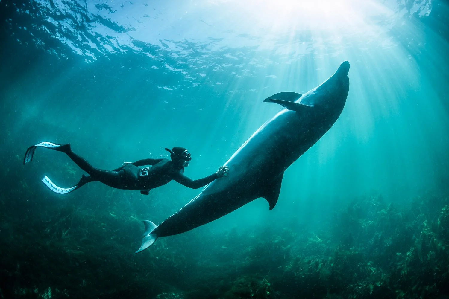 A free diver and a lone bottlenose dolphin swimming in harmony in the deep blue waters of western Ireland, highlighting the natural grace of ocean wildlife