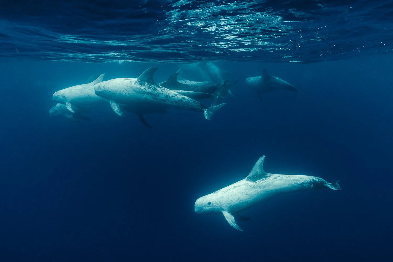 risso-dolphin-azores.jpg