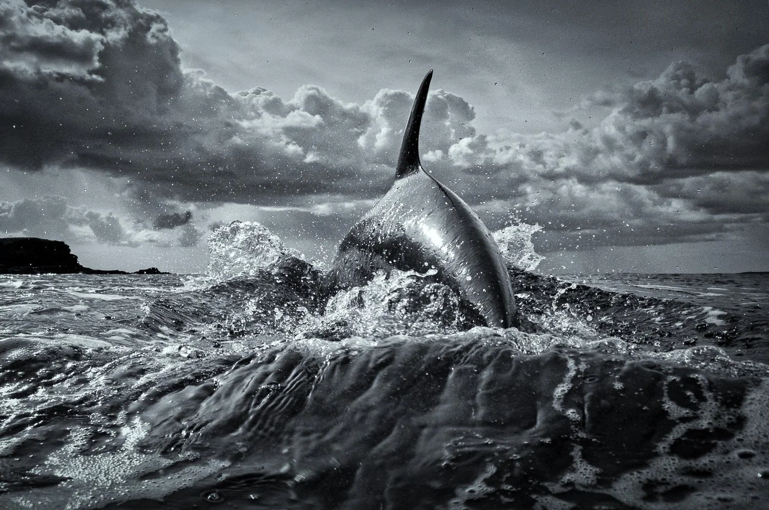 Dramatic dolphin breach in the dark sky