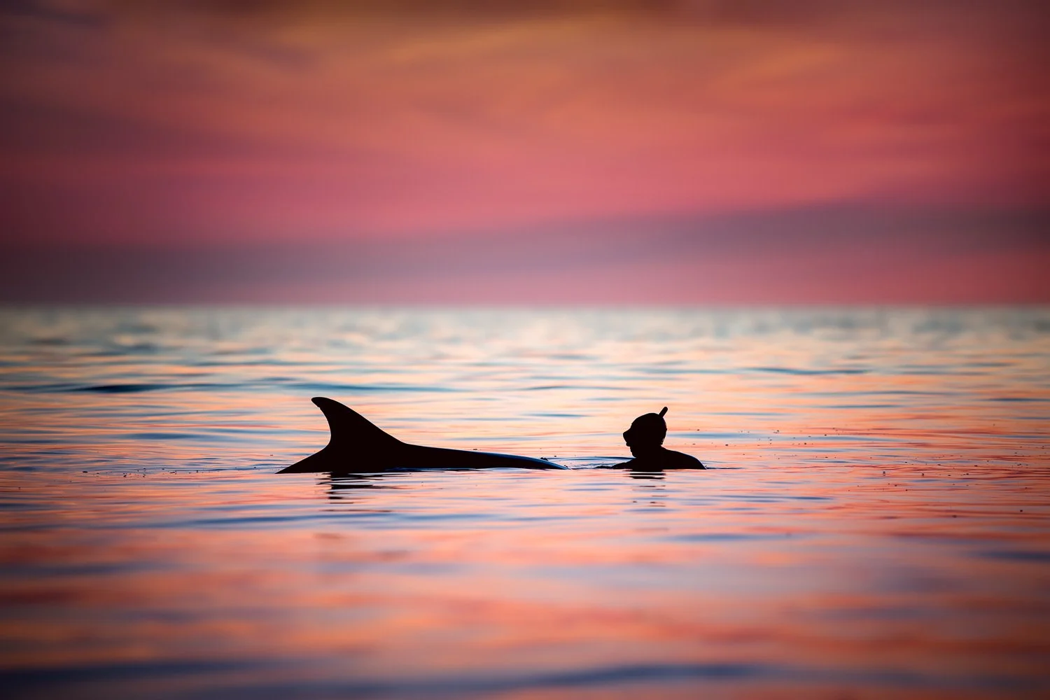 Dolphin Tales