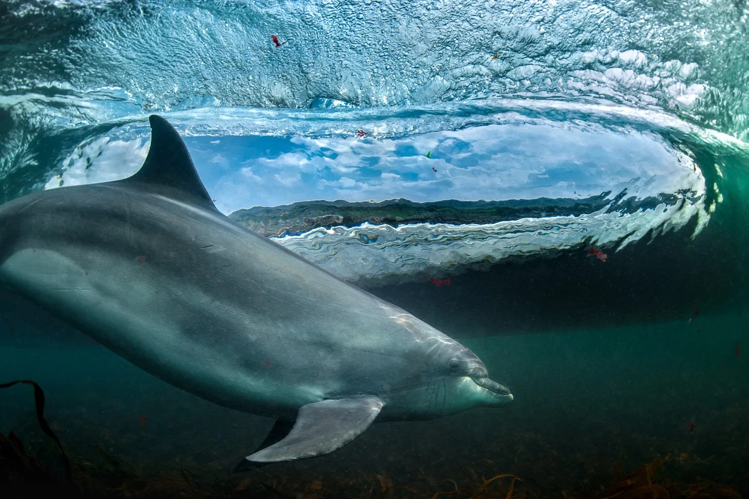 Bottlenose dolphin surfing a wave underwater view perspective