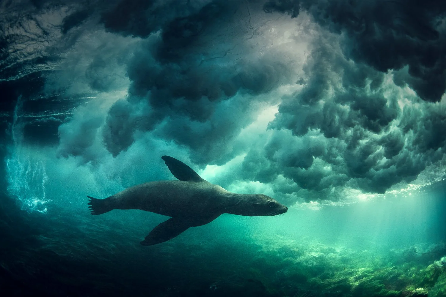 californian-sealion-under-wave-san-diego.jpg