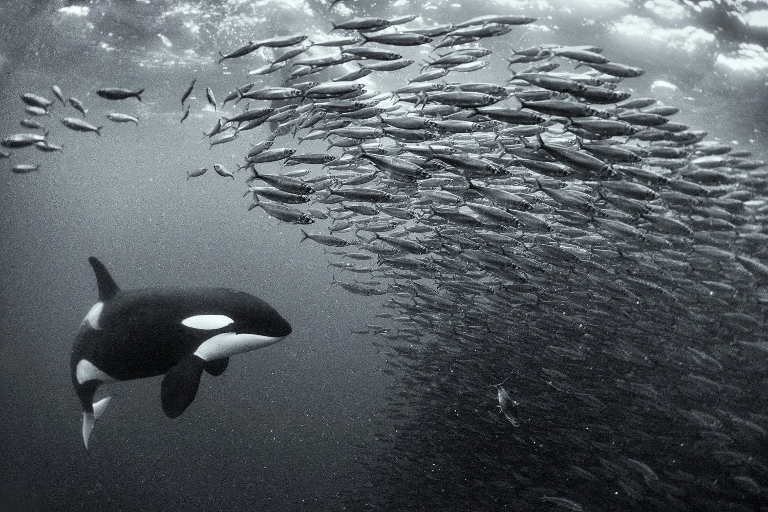 orca-hunting-bait-ball-wide-angle.jpg